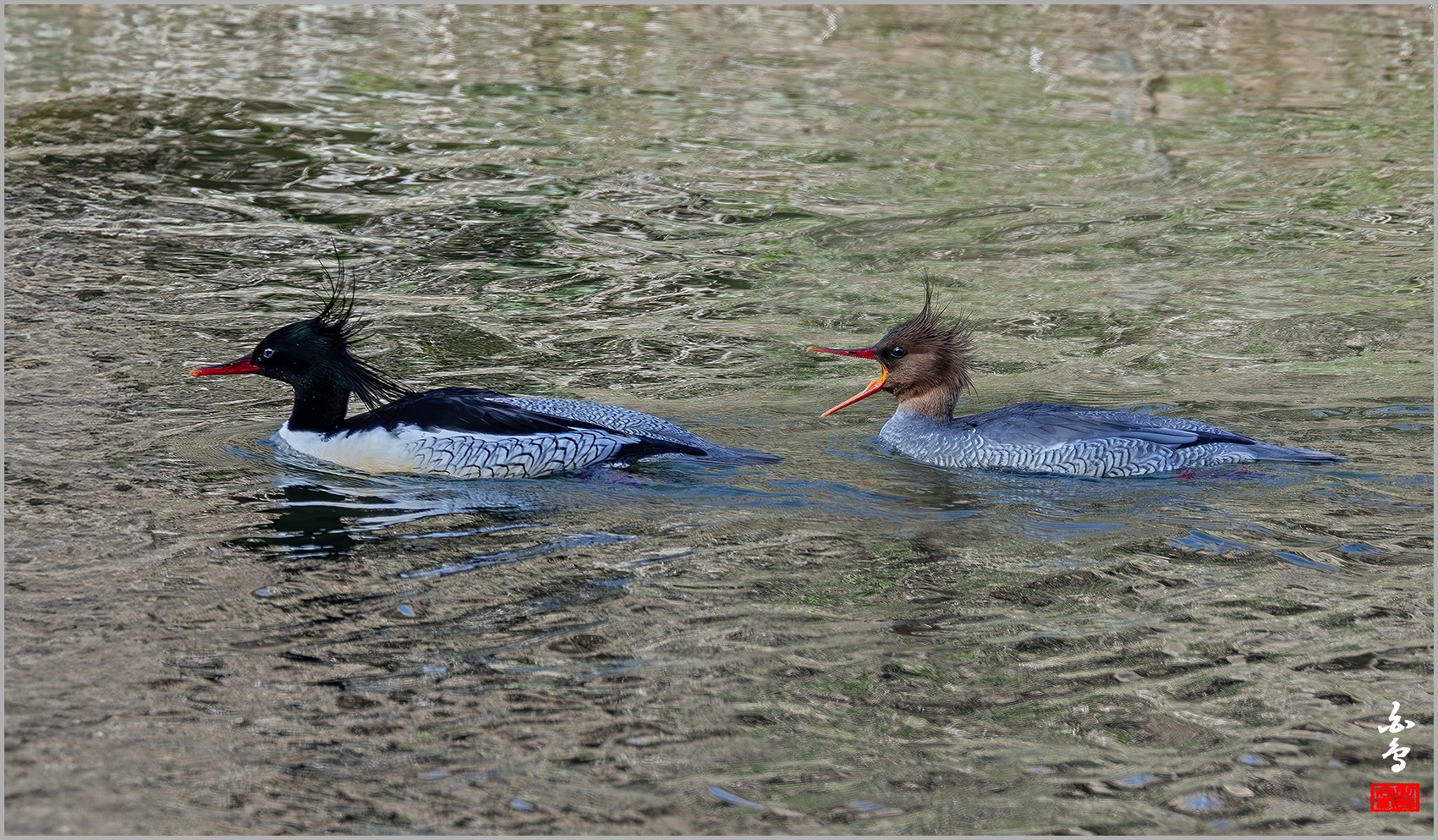PHOTO BY  | NIKON Z 9 | 2024:03:02 15:05:46 | ISO-800 | 1/800 sec | f 10 | 1176 mm | EV=-0.3 | ● WIDTH:0 pixels  HEIGHT:0 pixels