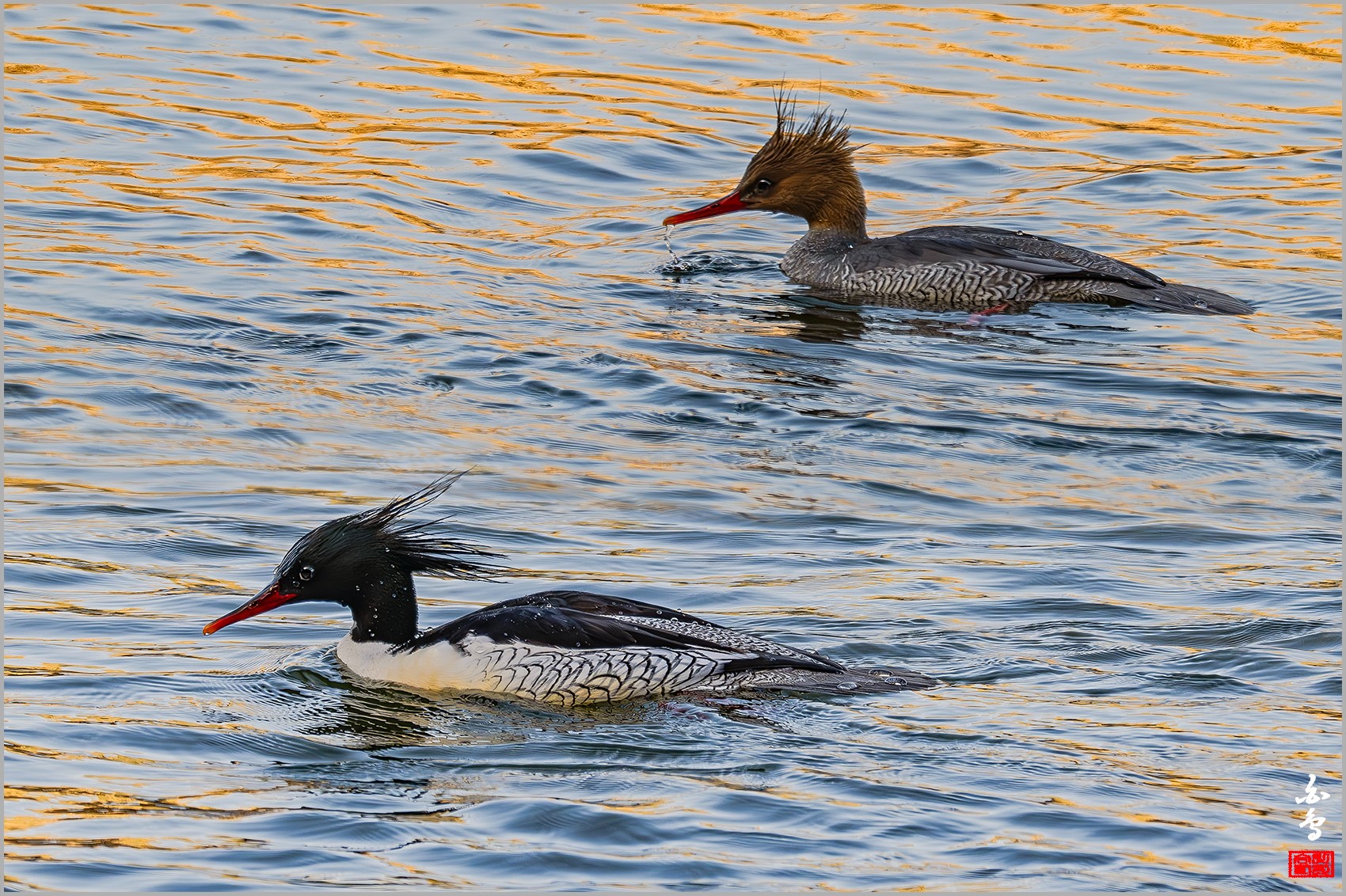 PHOTO BY  | NIKON Z 9 | 2024:03:02 15:11:46 | ISO-800 | 1/640 sec | f 10 | 1176 mm | EV=0.3 | ● WIDTH:0 pixels  HEIGHT:0 pixels