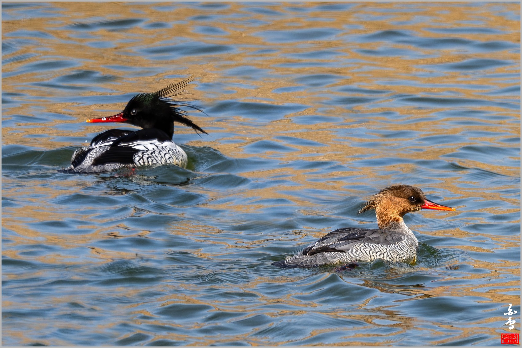 PHOTO BY  | NIKON Z 9 | 2024:03:02 14:55:46 | ISO-800 | 1/2000 sec | f 8 | 1176 mm | EV=0 | ● WIDTH:0 pixels  HEIGHT:0 pixels