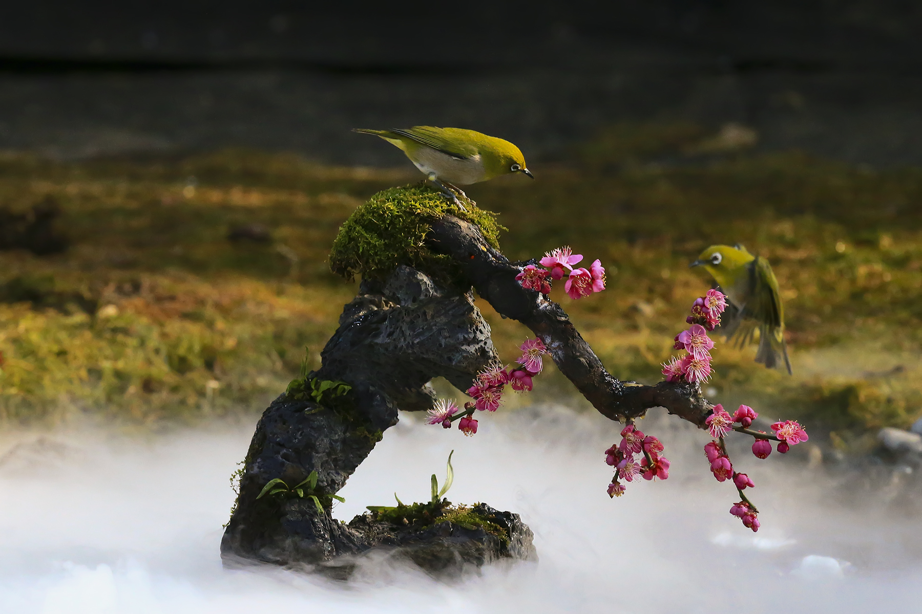 PHOTO BY WO2YA LAB | Canon EOS-1D X Mark II | 2024:03:04 11:18:21 | ISO-3200 | 1/8000 sec | f 7.1 | 300 mm | EV=0 | ● WIDTH:1800 pixels  HEIGHT:1200 pixels