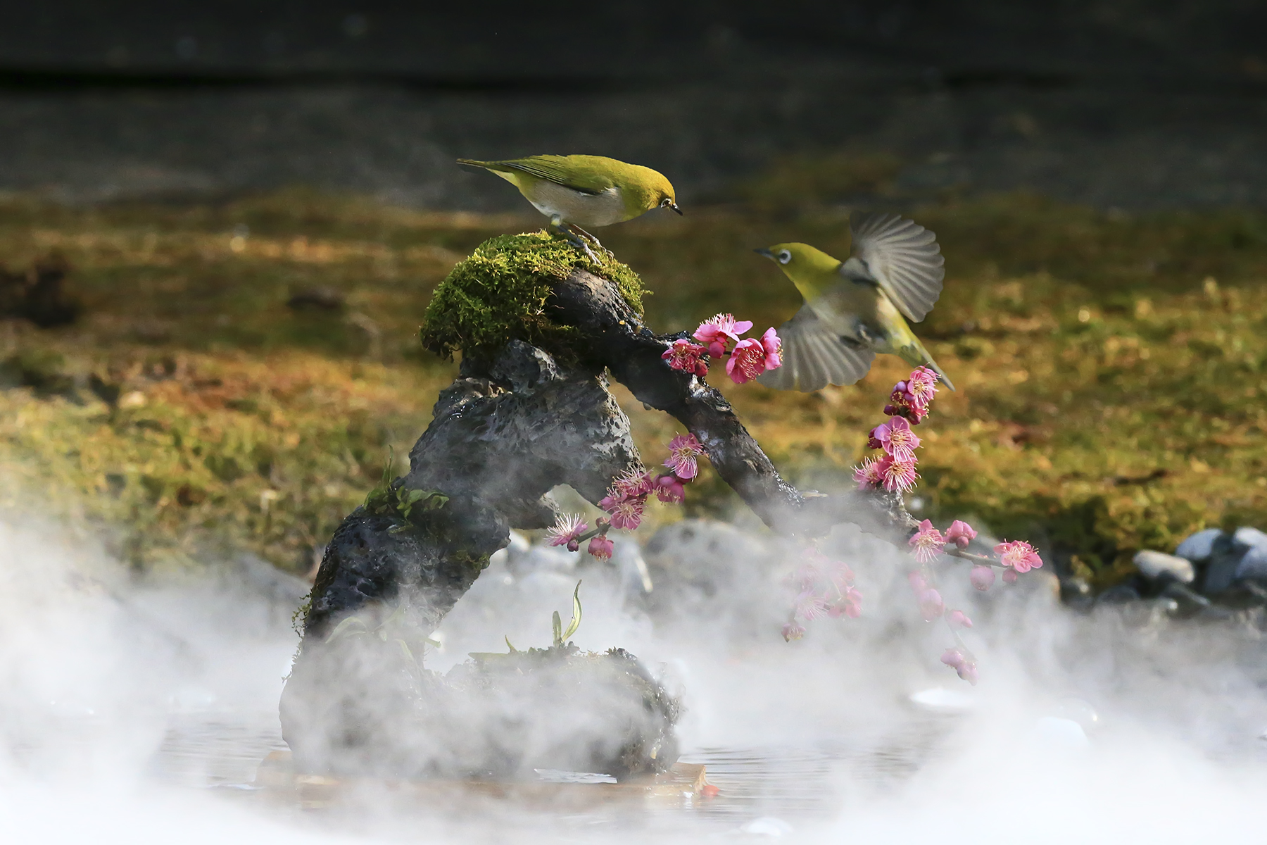 PHOTO BY WO2YA LAB | Canon EOS-1D X Mark II | 2024:03:04 11:18:21 | ISO-3200 | 1/8000 sec | f 7.1 | 300 mm | EV=0 | ● WIDTH:1800 pixels  HEIGHT:1200 pixels