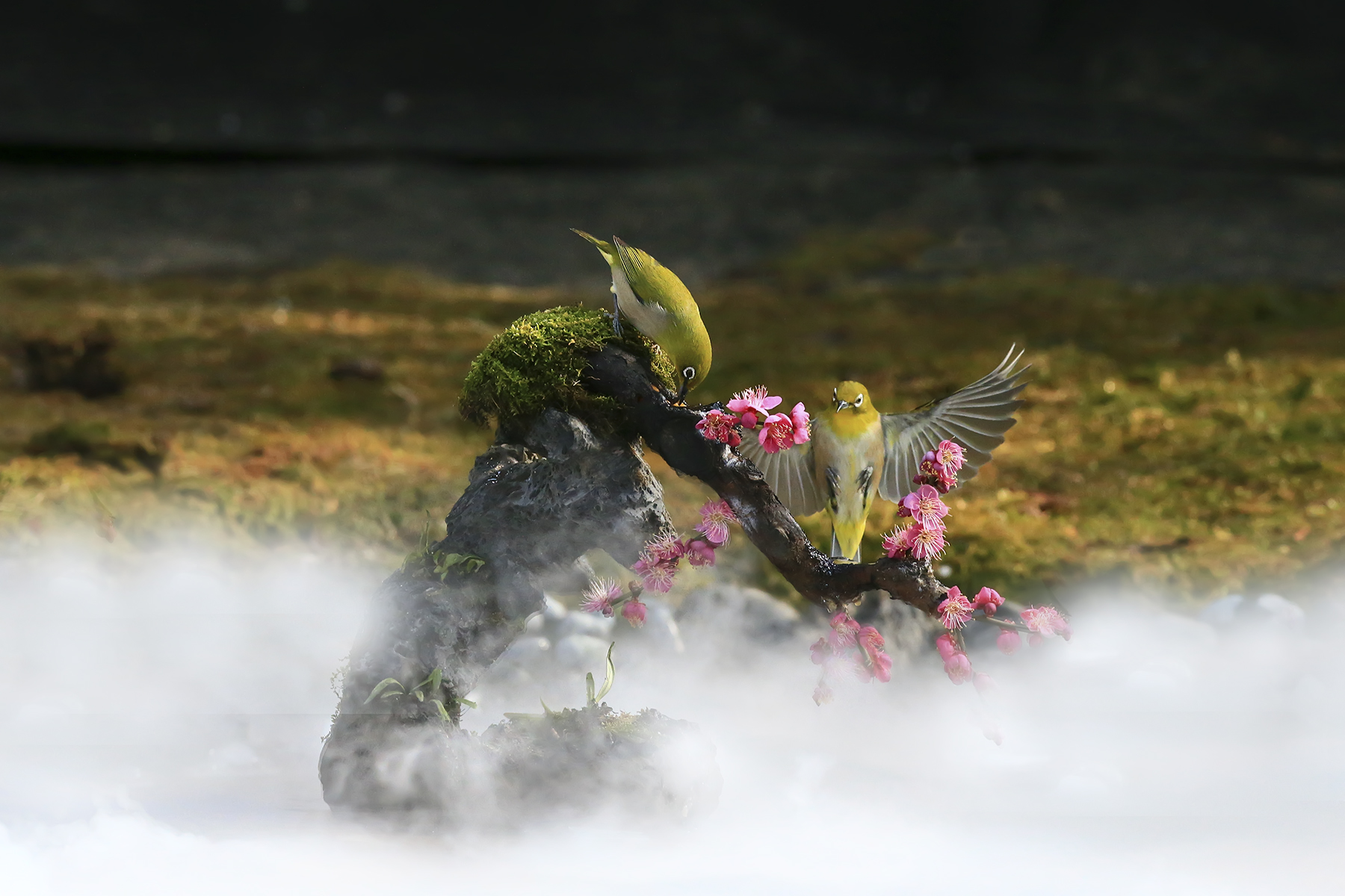 PHOTO BY WO2YA LAB | Canon EOS-1D X Mark II | 2024:03:04 11:18:21 | ISO-3200 | 1/8000 sec | f 7.1 | 300 mm | EV=0 | ● WIDTH:1800 pixels  HEIGHT:1200 pixels