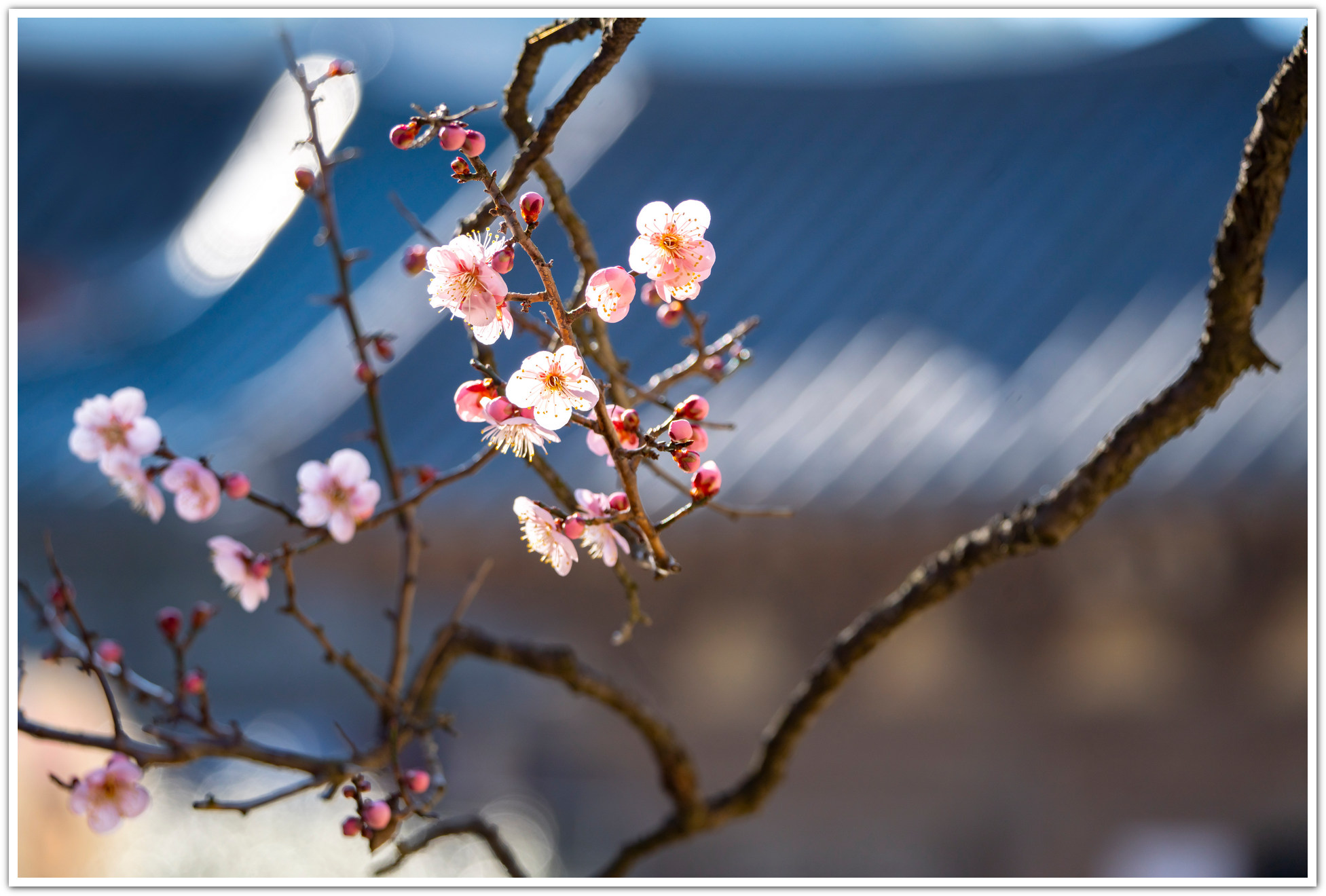 PHOTO BY Sil Sang Kim | ILCE-7RM4 | 2024:02:17 03:42:00 | ISO-250 | 1/640 sec | f 6.3 | 174 mm | EV=0 | ● WIDTH:1953 pixels  HEIGHT:1320 pixels