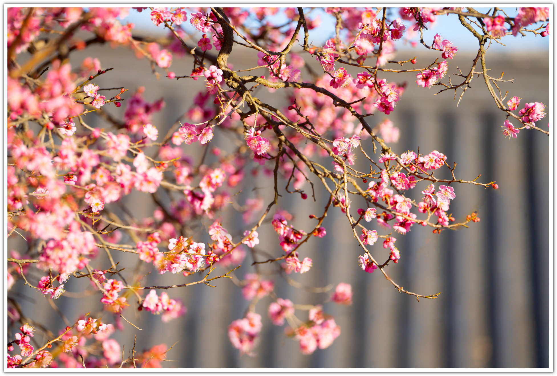 PHOTO BY Sil Sang Kim | ILCE-7RM4 | 2024:02:17 04:14:26 | ISO-250 | 1/1000 sec | f 6.3 | 352 mm | EV=0 | ● WIDTH:1953 pixels  HEIGHT:1320 pixels