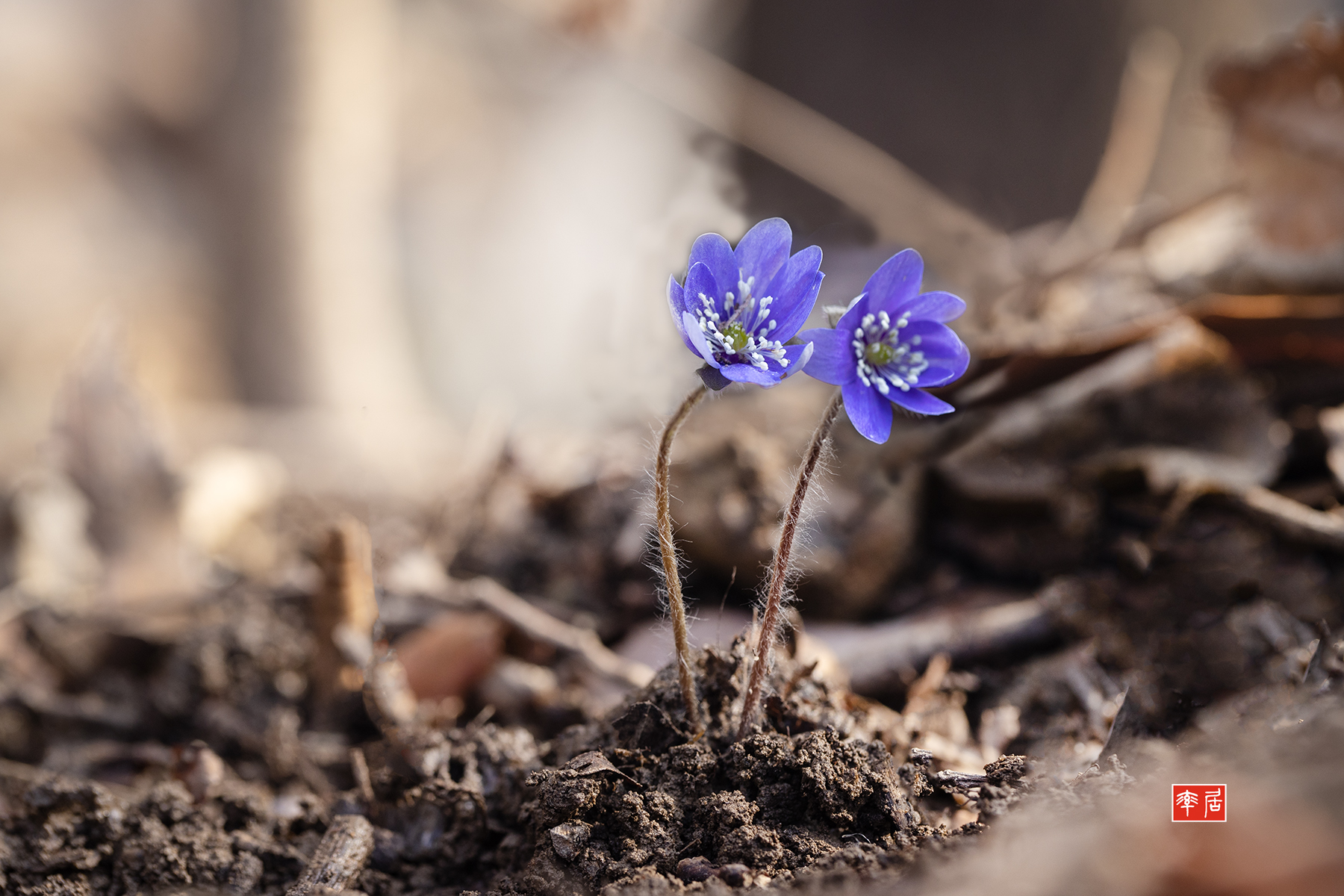 PHOTO BY changickheun | Canon EOS-1D X Mark III | 2024:03:08 10:15:39 | ISO-400 | 1/160 sec | f 5.6 | 100 mm | EV=0 | ● WIDTH:1800 pixels  HEIGHT:1200 pixels