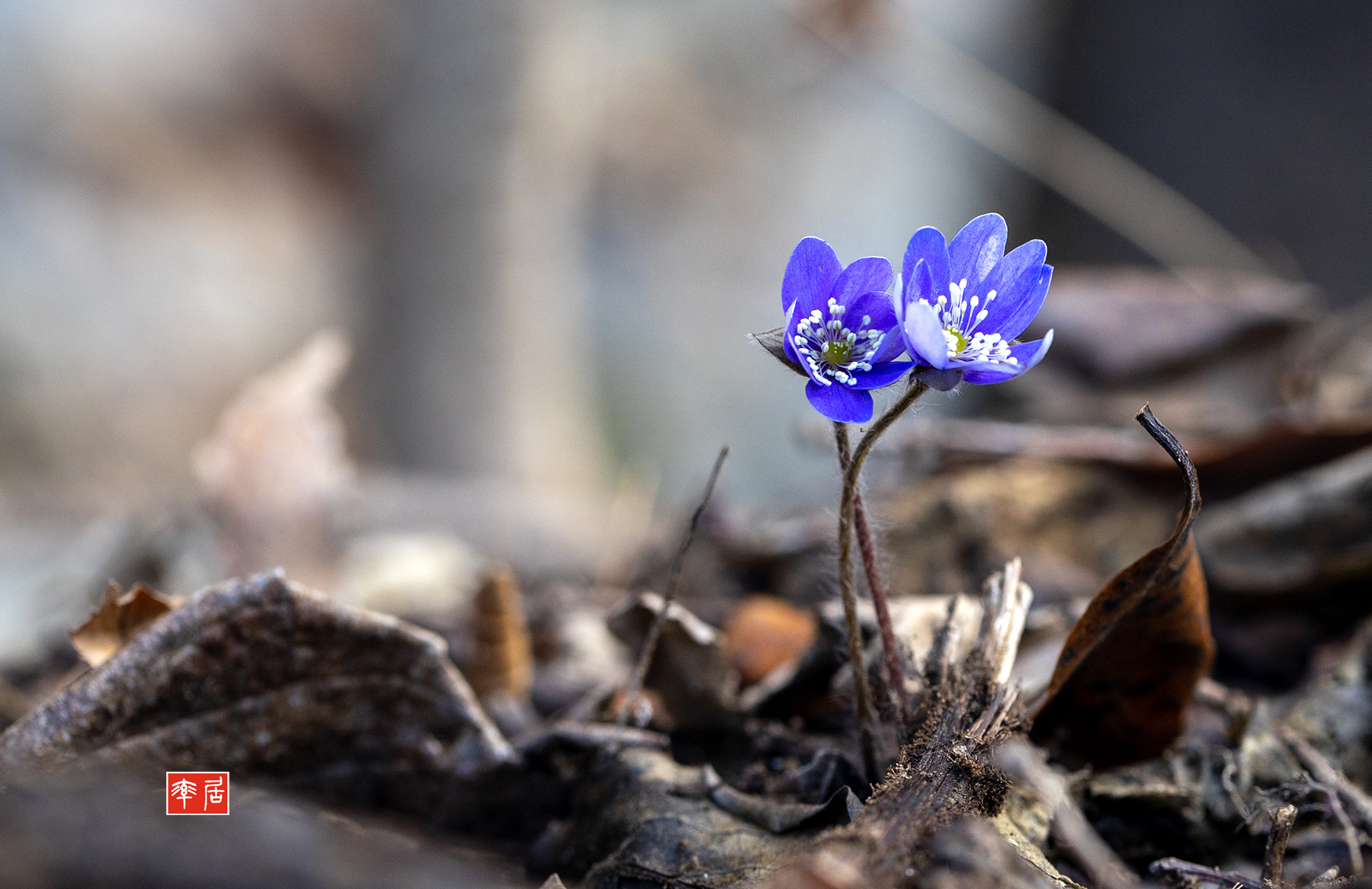 PHOTO BY changickheun | Canon EOS-1D X Mark III | 2024:03:08 10:21:19 | ISO-400 | 1/200 sec | f 5.6 | 100 mm | EV=0 | ● WIDTH:1800 pixels  HEIGHT:1167 pixels