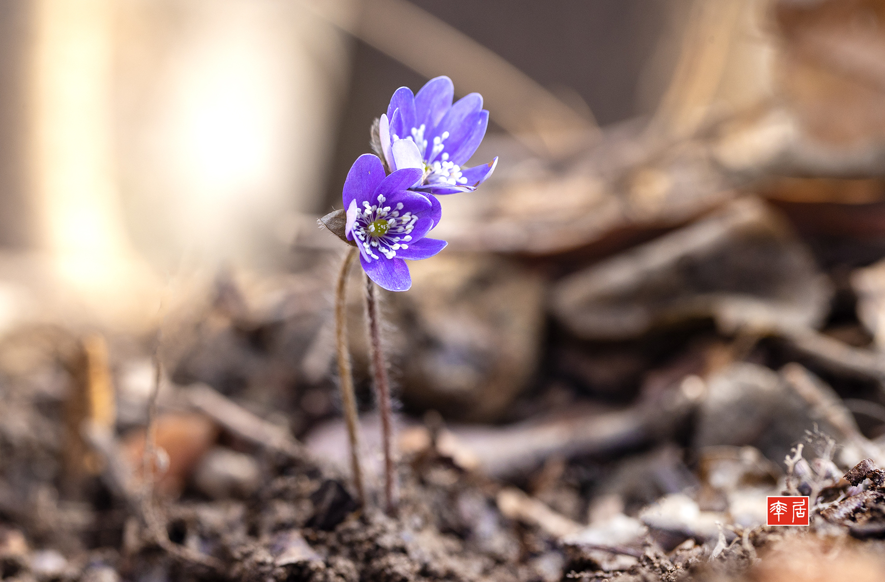 PHOTO BY changickheun | Canon EOS-1D X Mark III | 2024:03:08 10:17:29 | ISO-400 | 1/160 sec | f 5.6 | 100 mm | EV=0 | ● WIDTH:1800 pixels  HEIGHT:1183 pixels