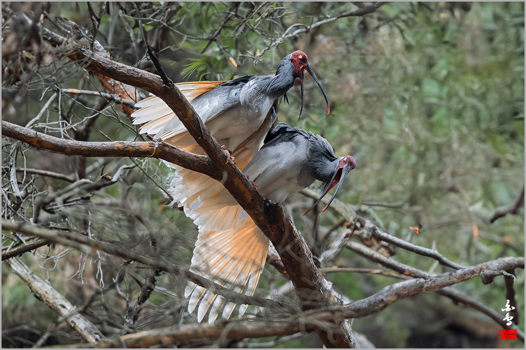 PHOTO BY  | NIKON Z 9 | 2024:03:06 16:12:19 | ISO-2500 | 1/500 sec | f 5.6 | 500 mm | EV=-0.3 | ● WIDTH:1700 pixels  HEIGHT:1132 pixels