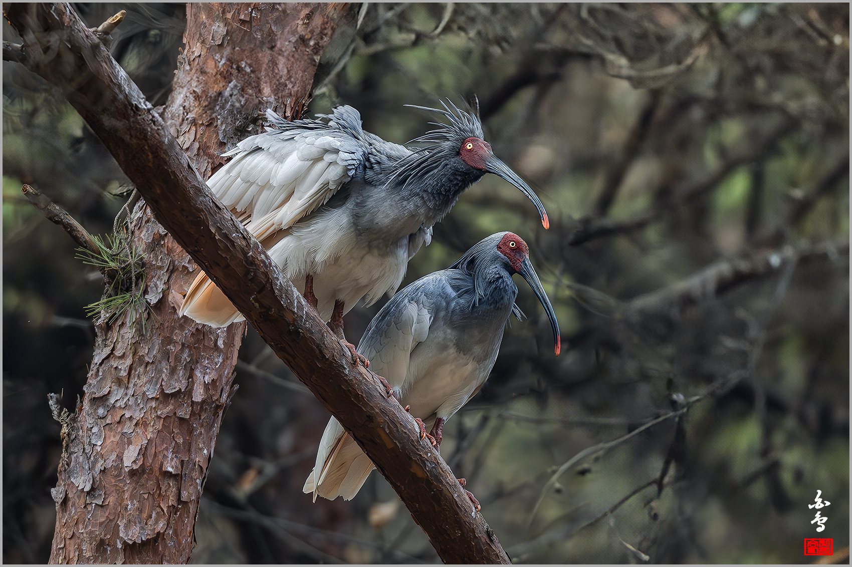 PHOTO BY  | NIKON Z 9 | 2024:03:06 15:59:39 | ISO-2000 | 1/640 sec | f 5.6 | 500 mm | EV=-0.3 | ● WIDTH:1700 pixels  HEIGHT:1132 pixels