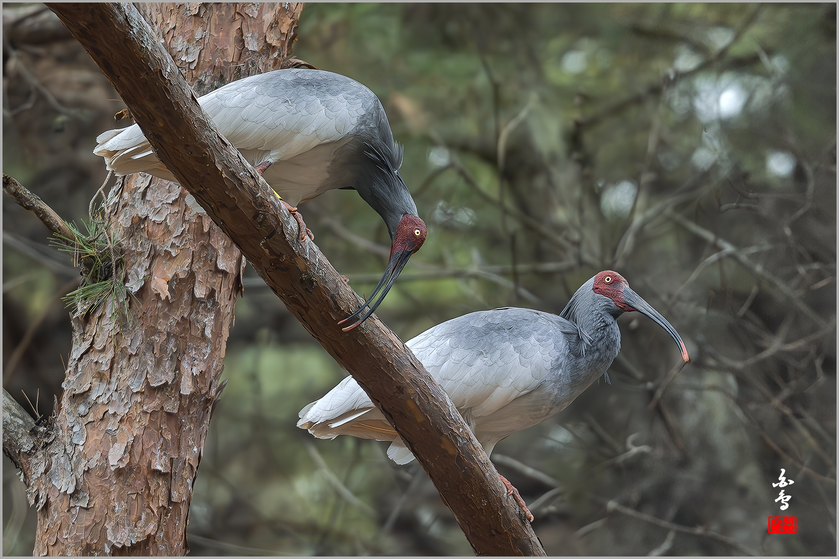 PHOTO BY  | NIKON Z 9 | 2024:03:06 16:18:56 | ISO-2500 | 1/500 sec | f 5.6 | 500 mm | EV=-0.3 | ● WIDTH:1700 pixels  HEIGHT:1132 pixels