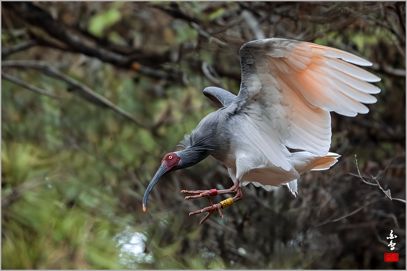 PHOTO BY  | NIKON Z 9 | 2024:03:06 16:17:02 | ISO-2500 | 1/640 sec | f 5.6 | 500 mm | EV=-0.3 | ● WIDTH:1700 pixels  HEIGHT:1132 pixels