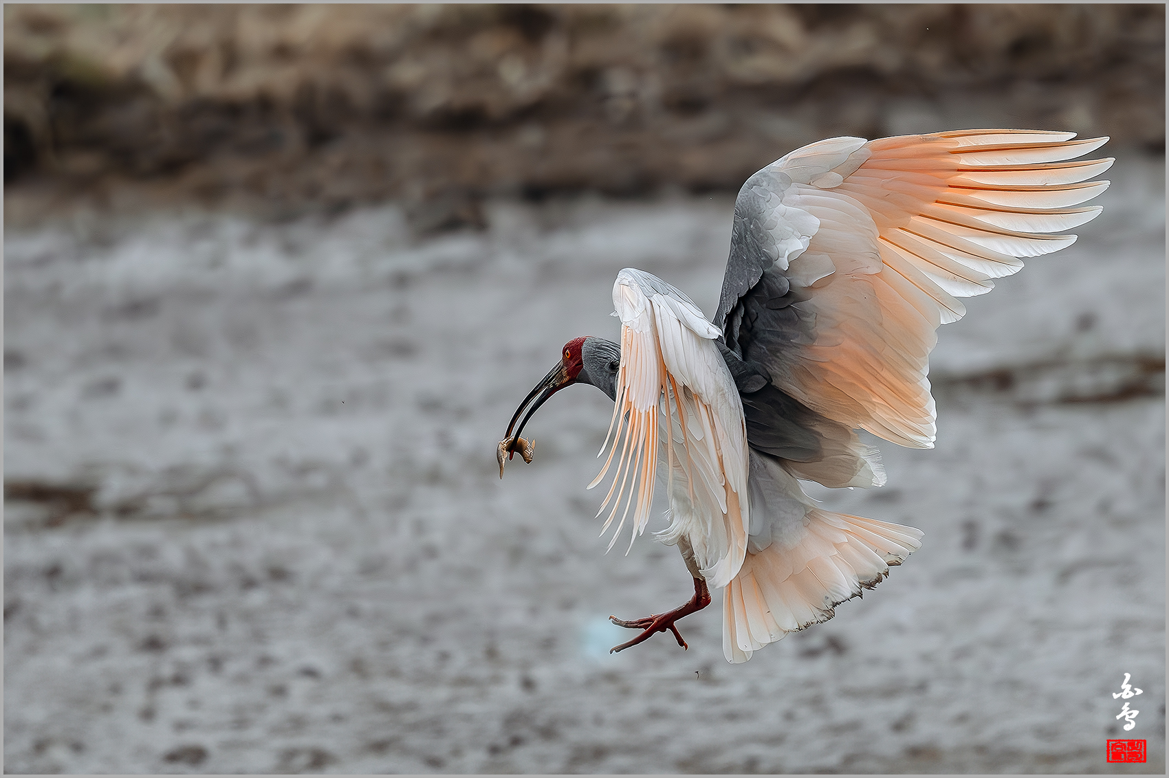 PHOTO BY  | NIKON Z 9 | 2024:03:06 12:59:23 | ISO-2000 | 1/5000 sec | f 5.6 | 500 mm | EV=0 | ● WIDTH:1700 pixels  HEIGHT:1132 pixels