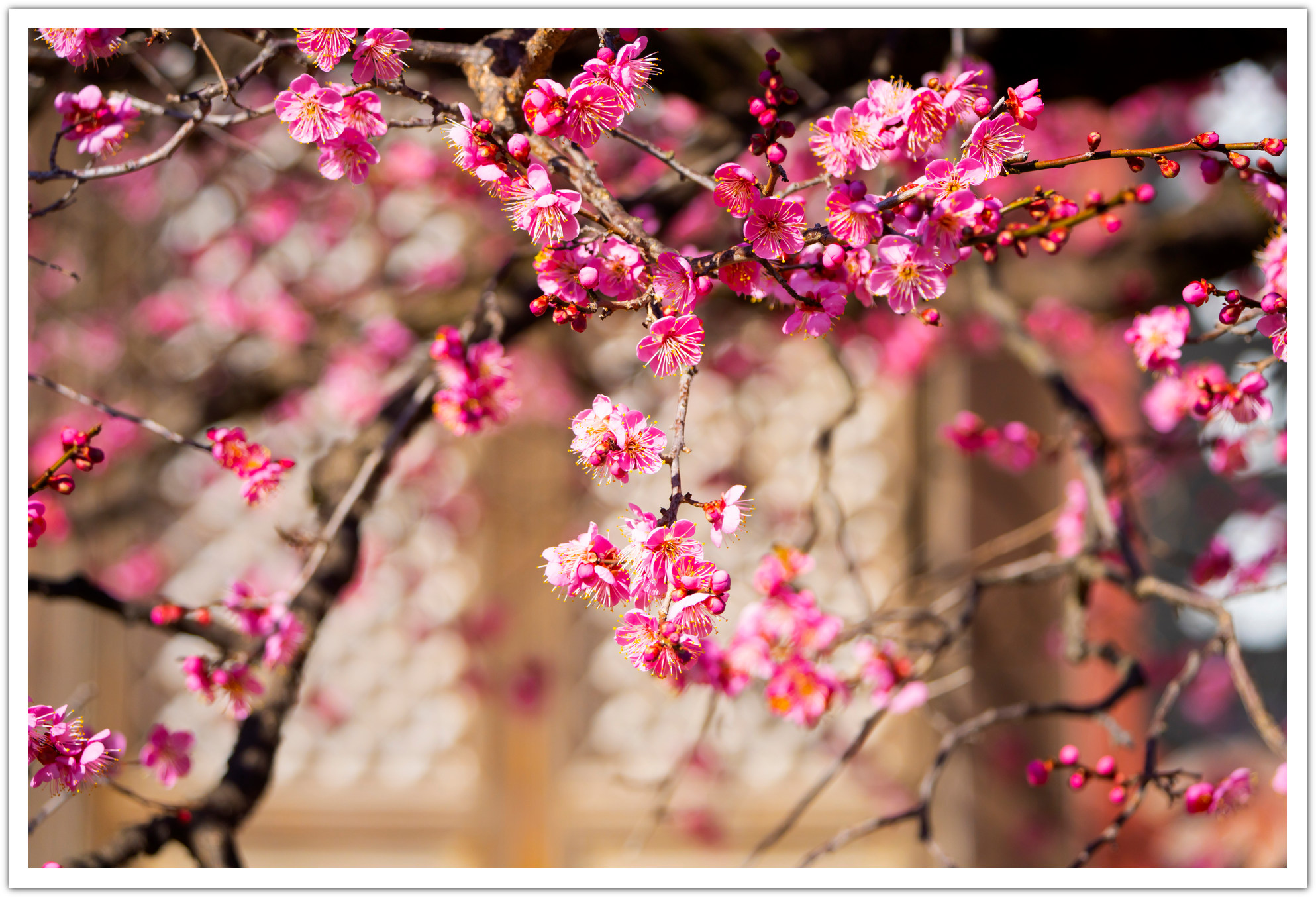 PHOTO BY Sil Sang Kim | ILCE-7RM4 | 2024:02:17 03:18:28 | ISO-250 | 1/1600 sec | f 6.3 | 154 mm | EV=0 | ● WIDTH:1987 pixels  HEIGHT:1354 pixels