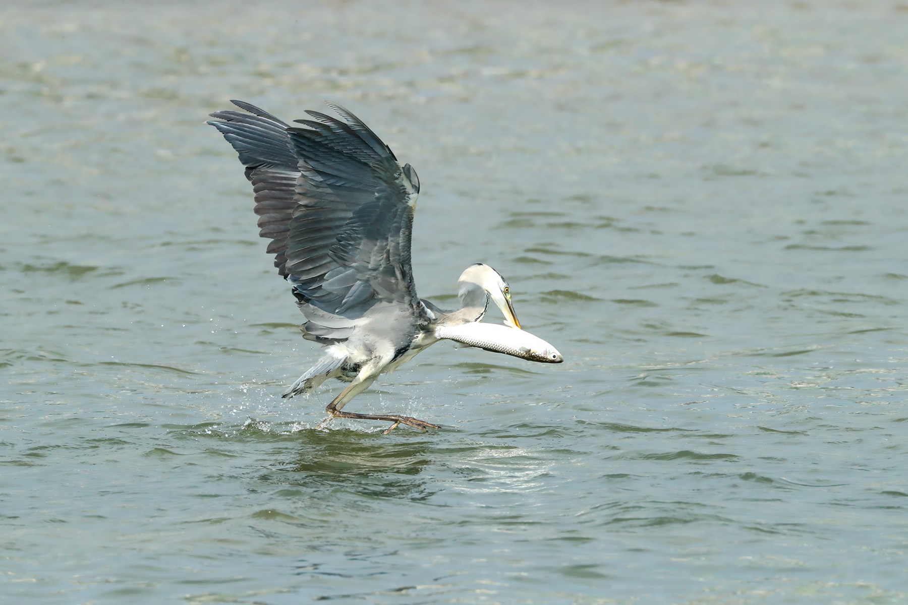 | PHOTO BY : 발전 박용식  |