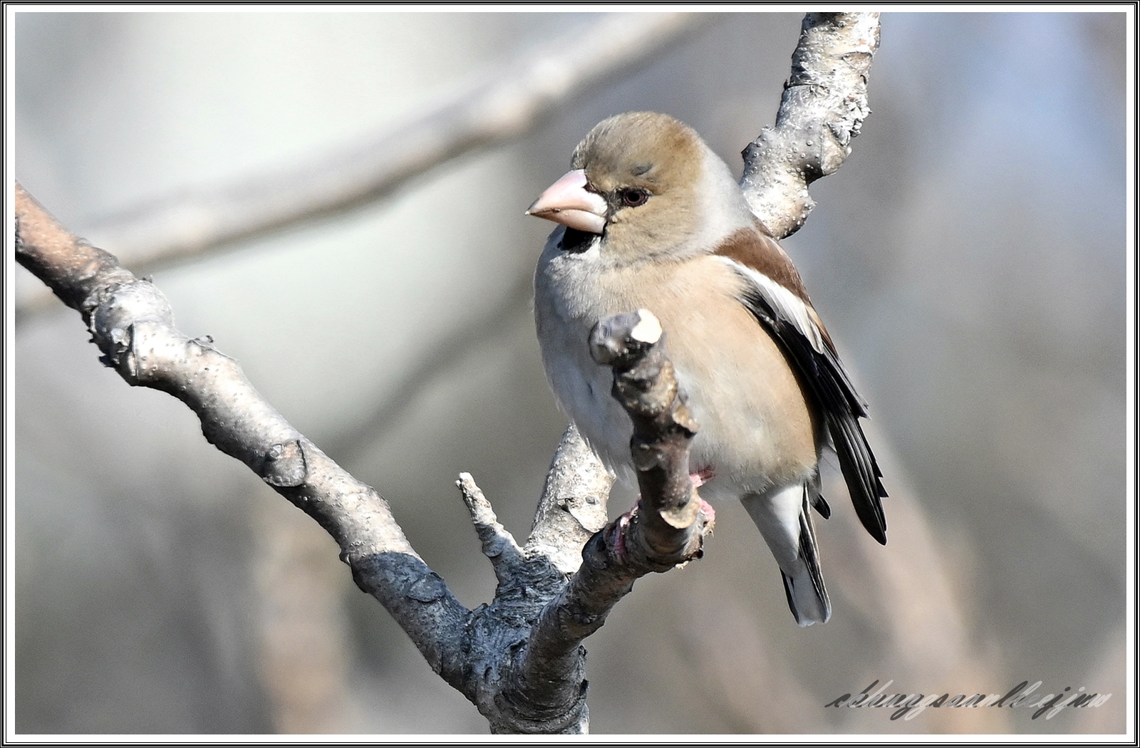 PHOTO BY  | NIKON Z 7_2 | 2024:03:08 21:55:29 | ISO-400 | 1/1600 sec | f 5.6 | 480 mm | EV=0.7 | ● WIDTH:8256 pixels  HEIGHT:5504 pixels