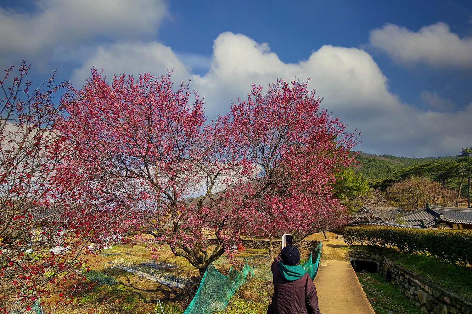 PHOTO BY  | SM-G998N | 2024:02:26 10:38:37 | ISO-50 | 1/1200 sec | f 2.2 | 2.2 mm | EV=0 | ● WIDTH:1500 pixels  HEIGHT:1000 pixels