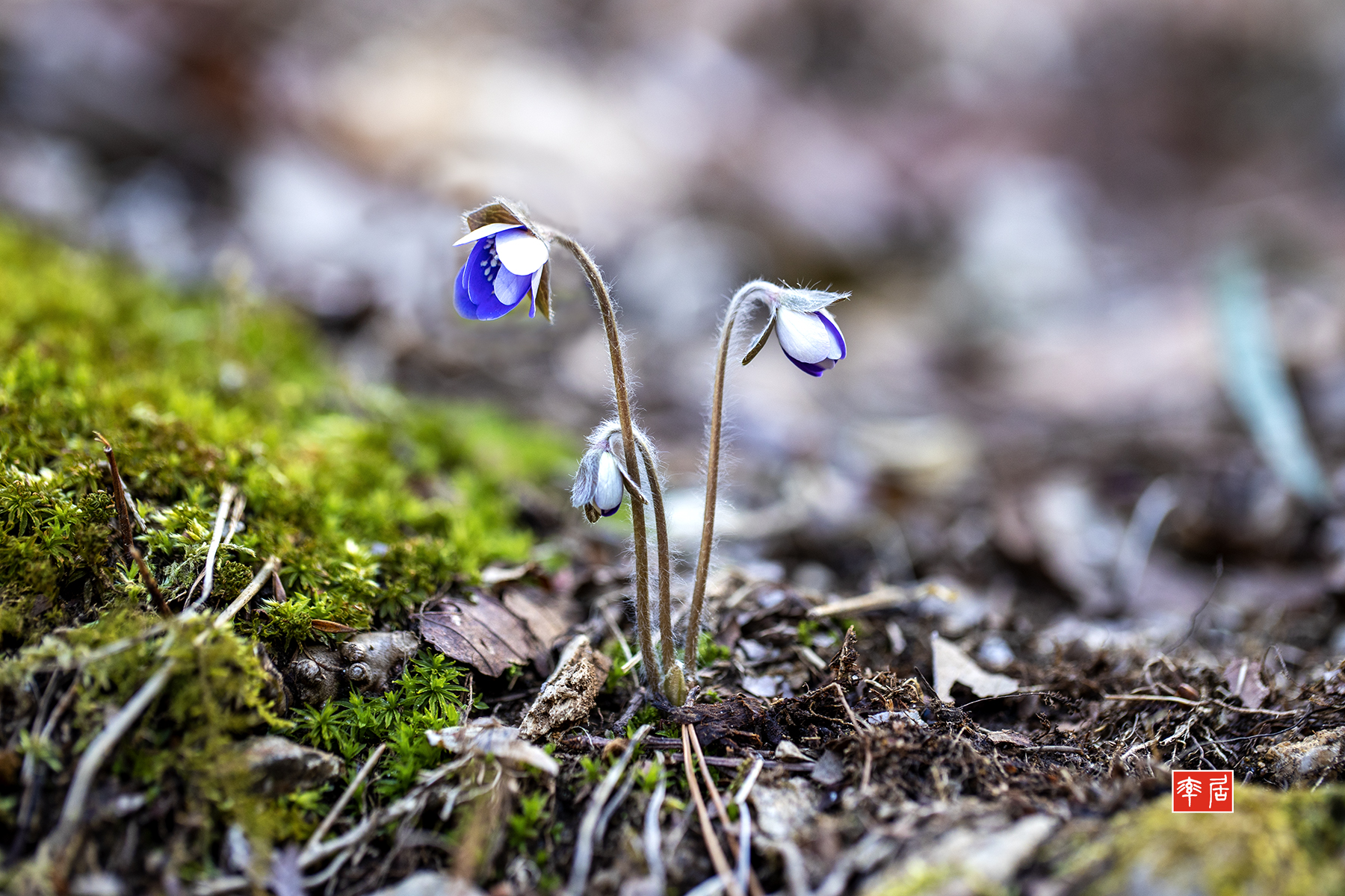 PHOTO BY changickheun | Canon EOS-1D X Mark III | 2024:03:09 13:27:43 | ISO-400 | 1/250 sec | f 3.5 | 100 mm | EV=0 | ● WIDTH:1800 pixels  HEIGHT:1200 pixels