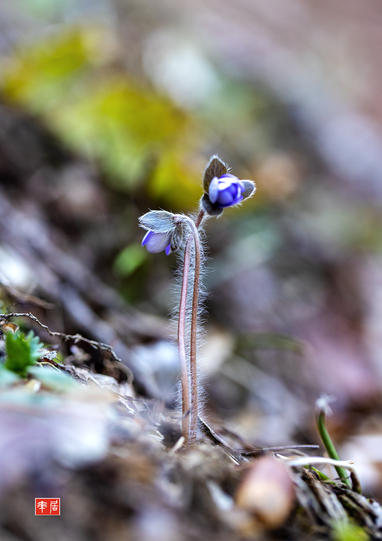 PHOTO BY changickheun | Canon EOS-1D X Mark III | 2024:03:09 13:44:09 | ISO-400 | 1/250 sec | f 3.5 | 100 mm | EV=0 | ● WIDTH:1273 pixels  HEIGHT:1800 pixels