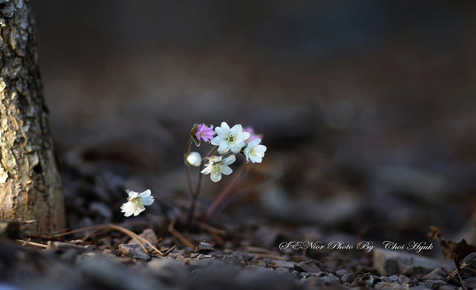 PHOTO BY  | Canon EOS R6 | 2024:03:09 10:29:04 | ISO-100 | 1/320 sec | f 1.8 | 85 mm | EV=0 | ● WIDTH:1800 pixels  HEIGHT:1100 pixels