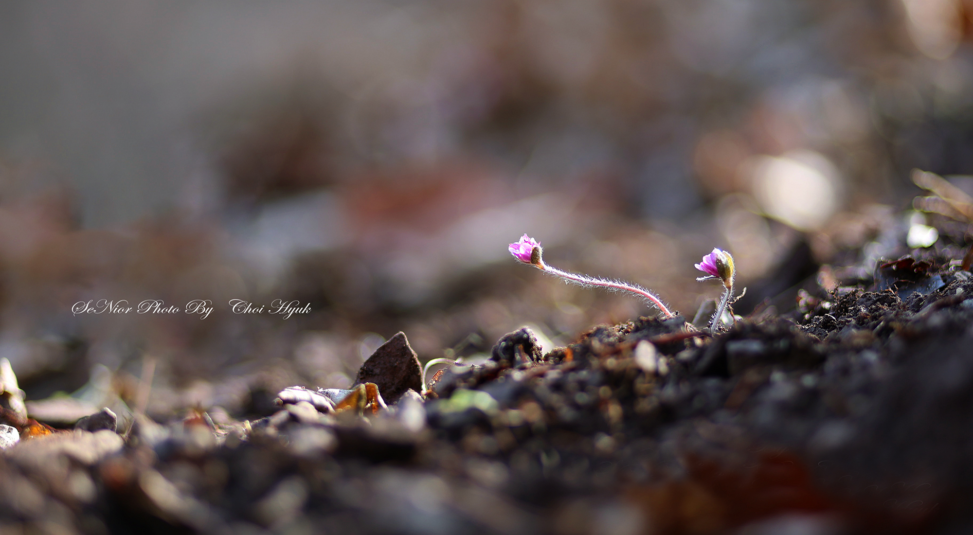 PHOTO BY  | Canon EOS R6 | 2024:03:09 11:43:29 | ISO-100 | 1/250 sec | f 1.8 | 85 mm | EV=0 | ● WIDTH:2000 pixels  HEIGHT:1100 pixels