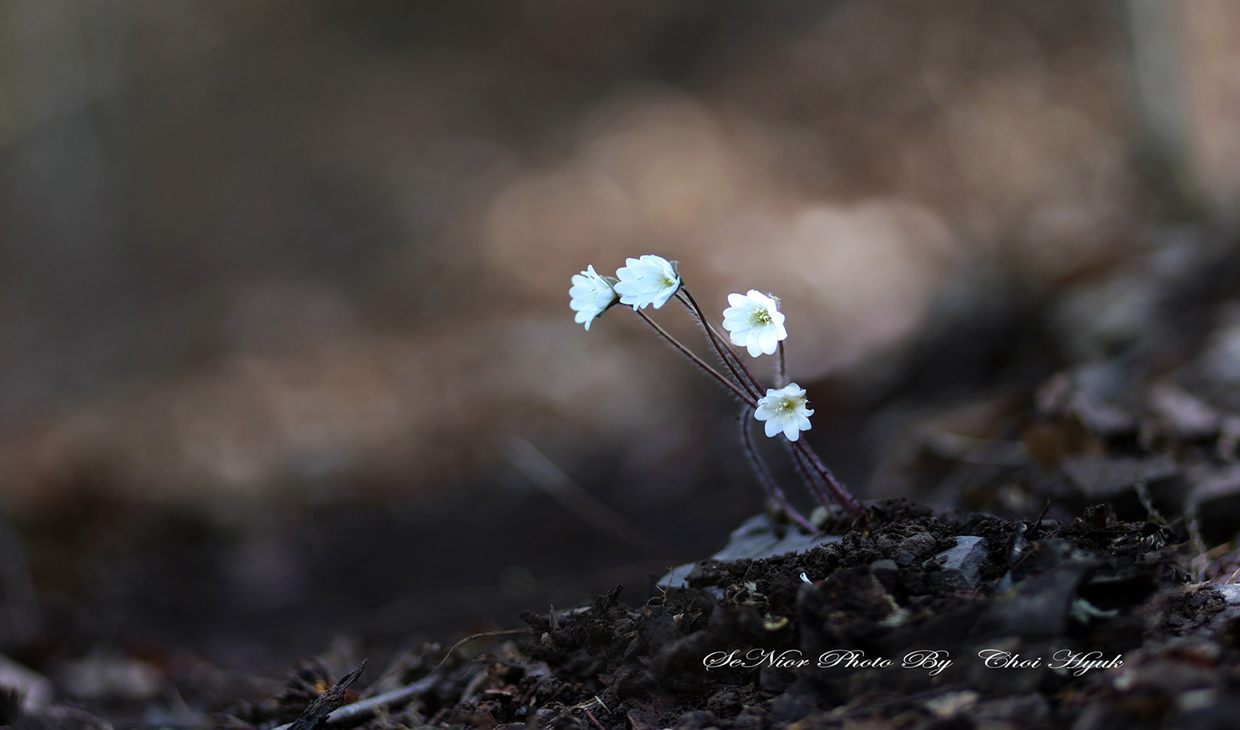 PHOTO BY  | Canon EOS R6 | 2024:03:09 12:17:55 | ISO-100 | 1/160 sec | f 1.8 | 85 mm | EV=0 | ● WIDTH:1800 pixels  HEIGHT:1060 pixels