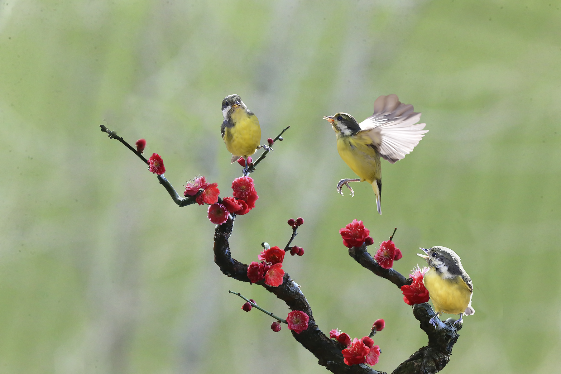 PHOTO BY WO2YA LAB | Canon EOS-1D X Mark II | 2024:03:04 11:19:04 | ISO-3200 | 1/2500 sec | f 7.1 | 300 mm | EV=0 | ● WIDTH:1800 pixels  HEIGHT:1200 pixels