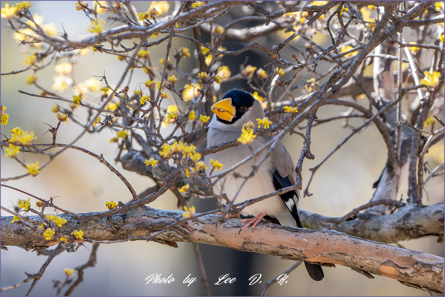 PHOTO BY  | NIKON D500 | 2024:03:02 10:30:16 | ISO-2000 | 1/1000 sec | f 8 | 500 mm | EV=0.3 | ● WIDTH:1700 pixels  HEIGHT:1134 pixels