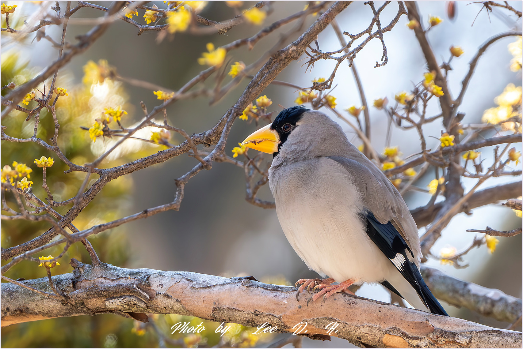 PHOTO BY  | NIKON D500 | 2024:03:02 10:30:46 | ISO-2000 | 1/1000 sec | f 8 | 500 mm | EV=0.3 | ● WIDTH:1700 pixels  HEIGHT:1134 pixels