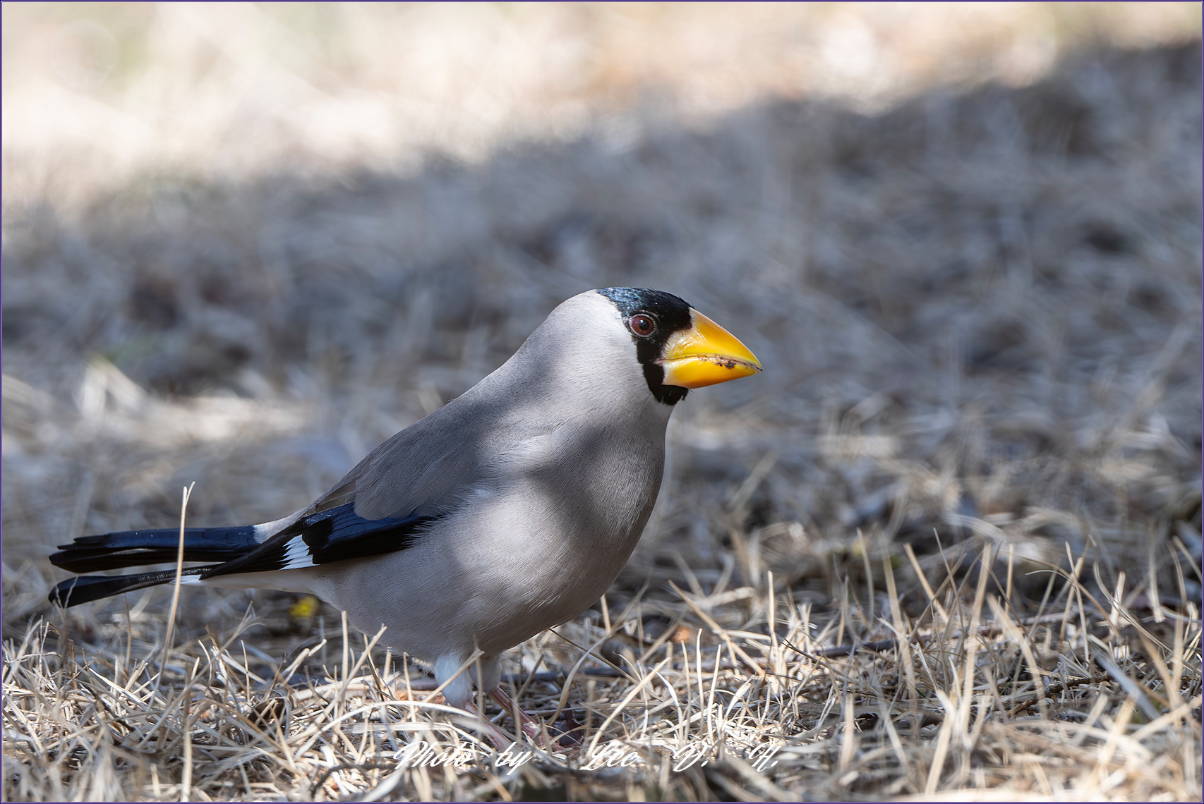 PHOTO BY  | NIKON D500 | 2024:03:02 10:38:19 | ISO-360 | 1/320 sec | f 8 | 500 mm | EV=0 | ● WIDTH:1700 pixels  HEIGHT:1134 pixels