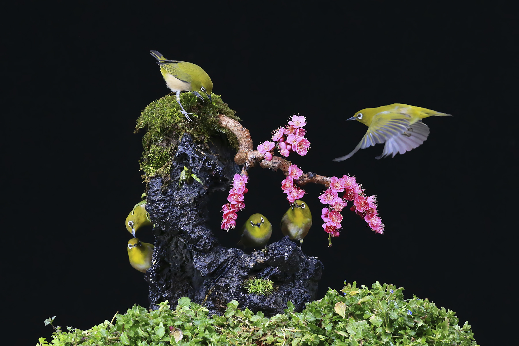 PHOTO BY WO2YA LAB | Canon EOS-1D X Mark II | 2024:03:04 11:19:03 | ISO-3200 | 1/2500 sec | f 7.1 | 300 mm | EV=0 | ● WIDTH:1800 pixels  HEIGHT:1200 pixels