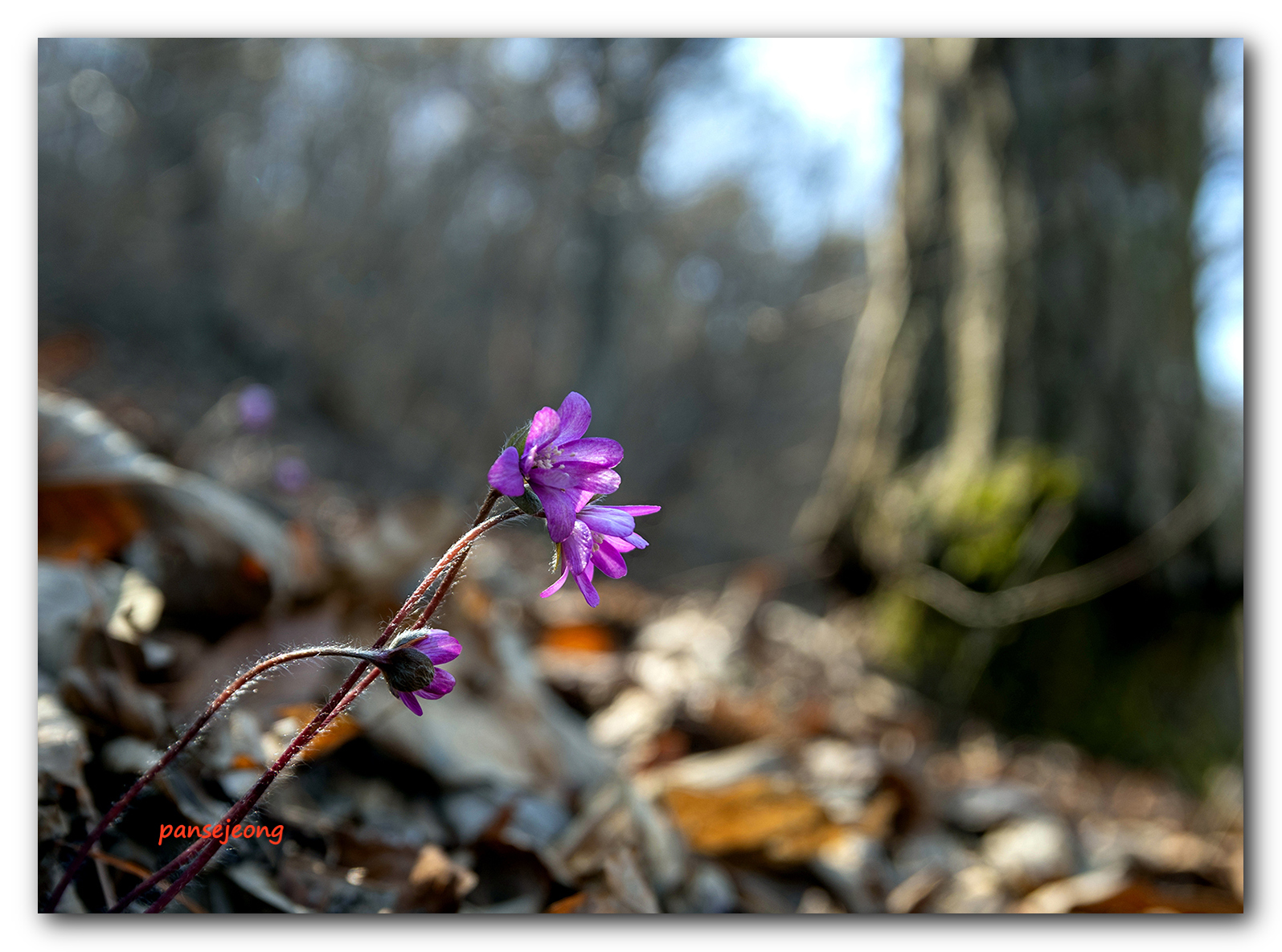 PHOTO BY jps | Canon EOS R6 | 2024:03:10 12:38:28 | ISO-100 | 1/100 sec | f 5.6 | 28 mm | EV=-0.7 | ● WIDTH:1595 pixels  HEIGHT:1185 pixels