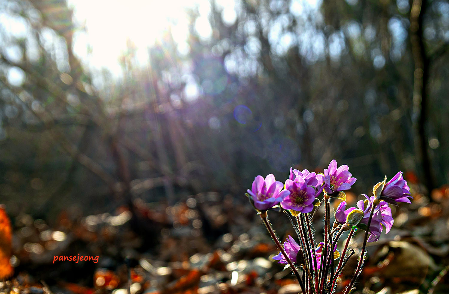 PHOTO BY jps | Canon EOS R6 | 2024:03:10 12:08:07 | ISO-100 | 1/160 sec | f 5.6 | 25 mm | EV=-0.3 | ● WIDTH:1500 pixels  HEIGHT:982 pixels