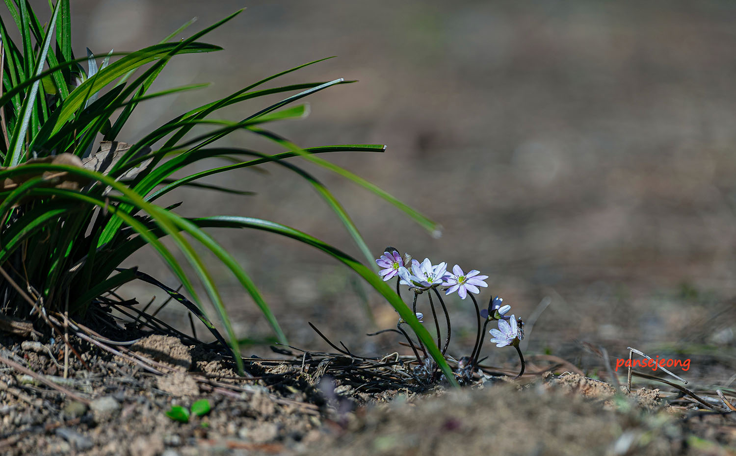 PHOTO BY jps | Canon EOS R6 | 2024:03:10 15:15:57 | ISO-160 | 1/800 sec | f 6.3 | 600 mm | EV=0 | ● WIDTH:1500 pixels  HEIGHT:930 pixels