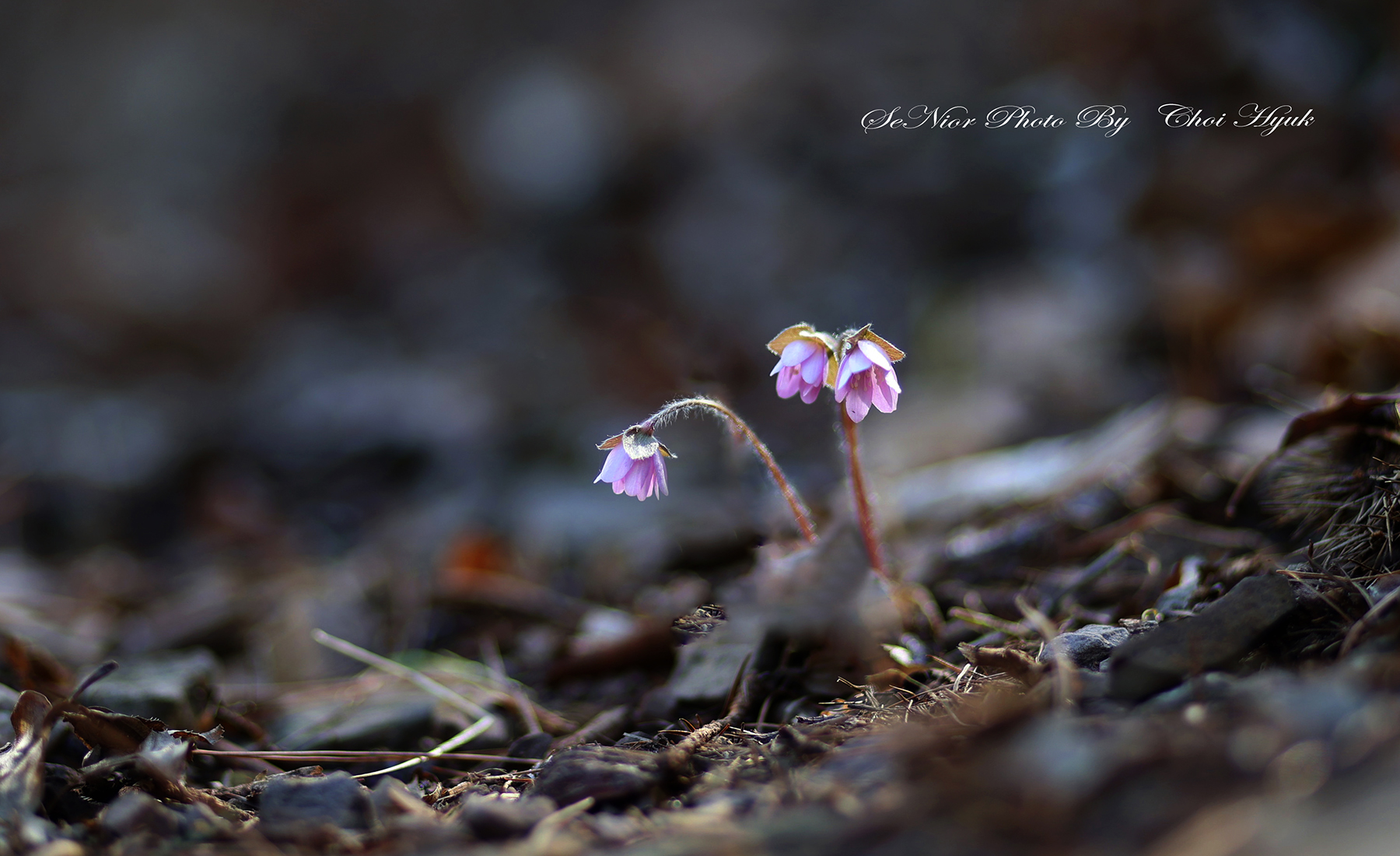 PHOTO BY  | Canon EOS R6 | 2024:03:09 10:48:52 | ISO-100 | 1/320 sec | f 1.8 | 85 mm | EV=0 | ● WIDTH:1800 pixels  HEIGHT:1100 pixels