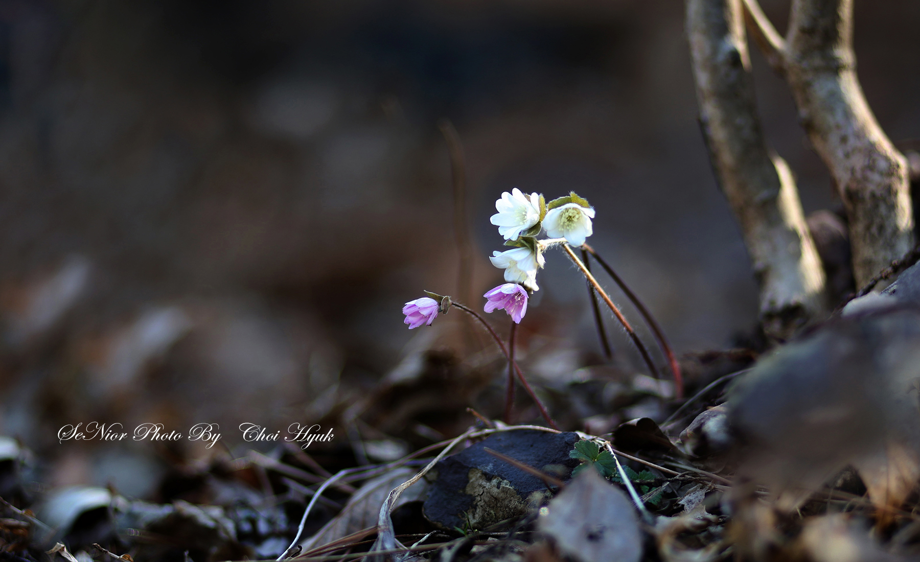 PHOTO BY  | Canon EOS R6 | 2024:03:09 11:18:25 | ISO-125 | 1/320 sec | f 1.8 | 85 mm | EV=0 | ● WIDTH:1800 pixels  HEIGHT:1100 pixels