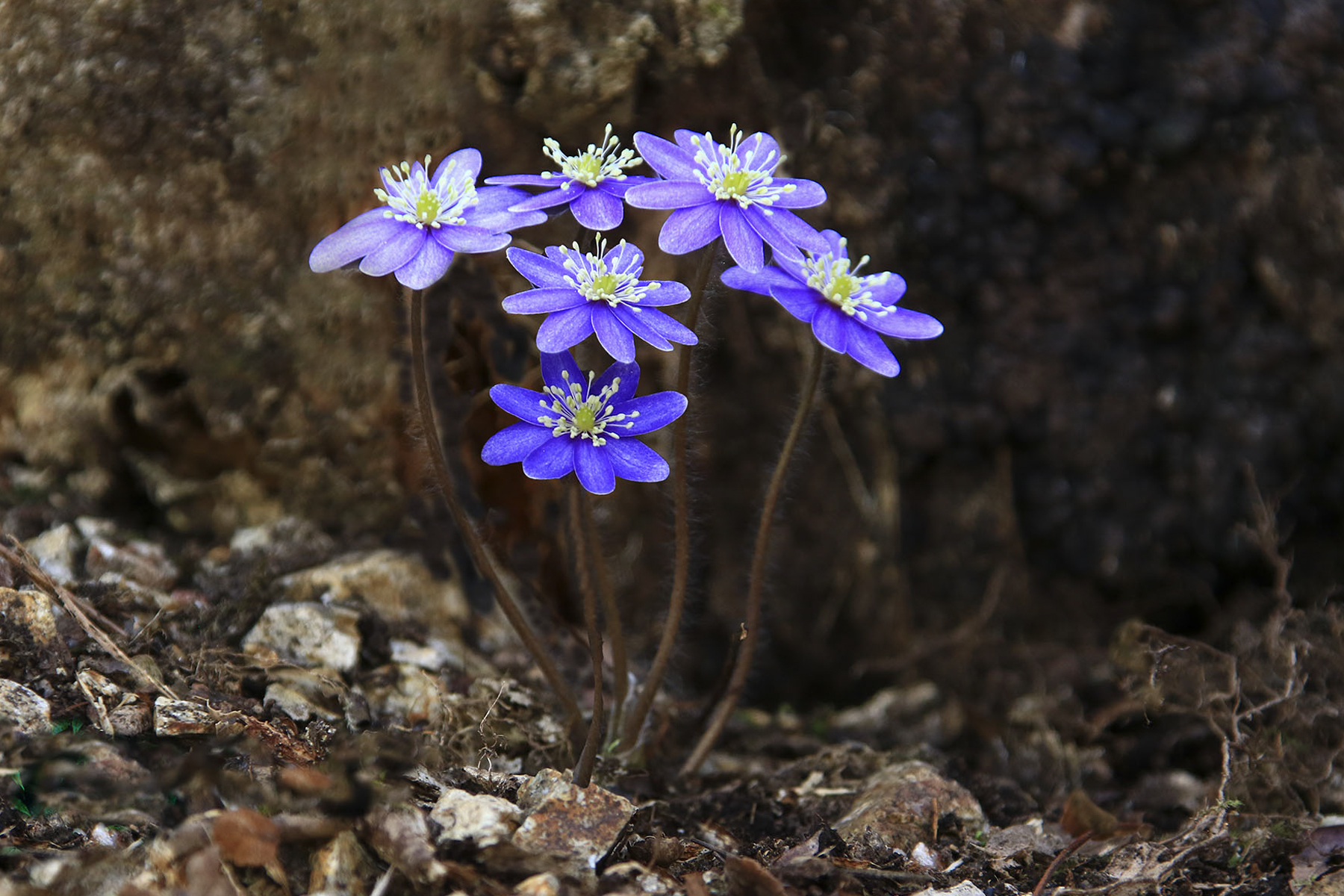 PHOTO BY WO2YA LAB | Canon EOS-1D X Mark II | 2024:03:04 11:19:04 | ISO-3200 | 1/2500 sec | f 7.1 | 300 mm | EV=0 | ● WIDTH:1800 pixels  HEIGHT:1200 pixels