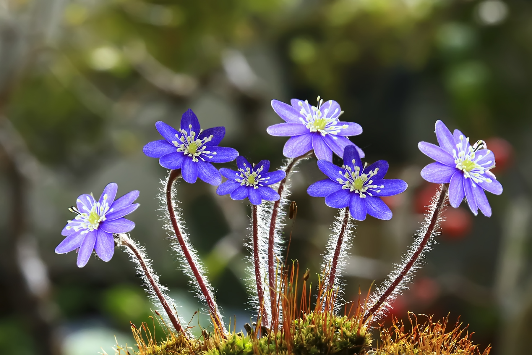 PHOTO BY WO2YA LAB | Canon EOS-1D X Mark II | 2024:03:04 11:19:05 | ISO-3200 | 1/2500 sec | f 7.1 | 300 mm | EV=0 | ● WIDTH:1800 pixels  HEIGHT:1200 pixels