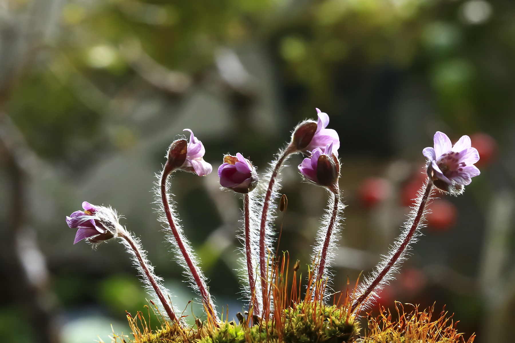 PHOTO BY WO2YA LAB | Canon EOS-1D X Mark II | 2024:03:04 11:19:05 | ISO-3200 | 1/2500 sec | f 7.1 | 300 mm | EV=0 | ● WIDTH:1800 pixels  HEIGHT:1200 pixels