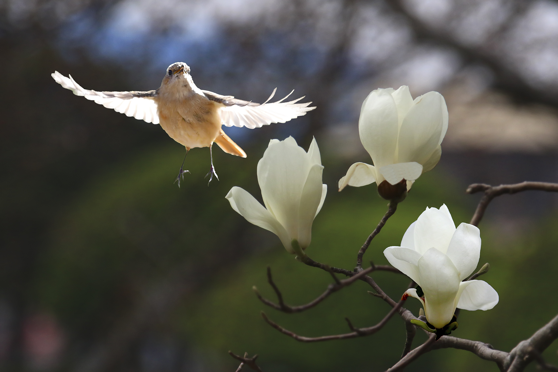 PHOTO BY WO2YA LAB | Canon EOS-1D X Mark II | 2024:03:04 11:19:04 | ISO-3200 | 1/2500 sec | f 7.1 | 300 mm | EV=0 | ● WIDTH:1800 pixels  HEIGHT:1200 pixels