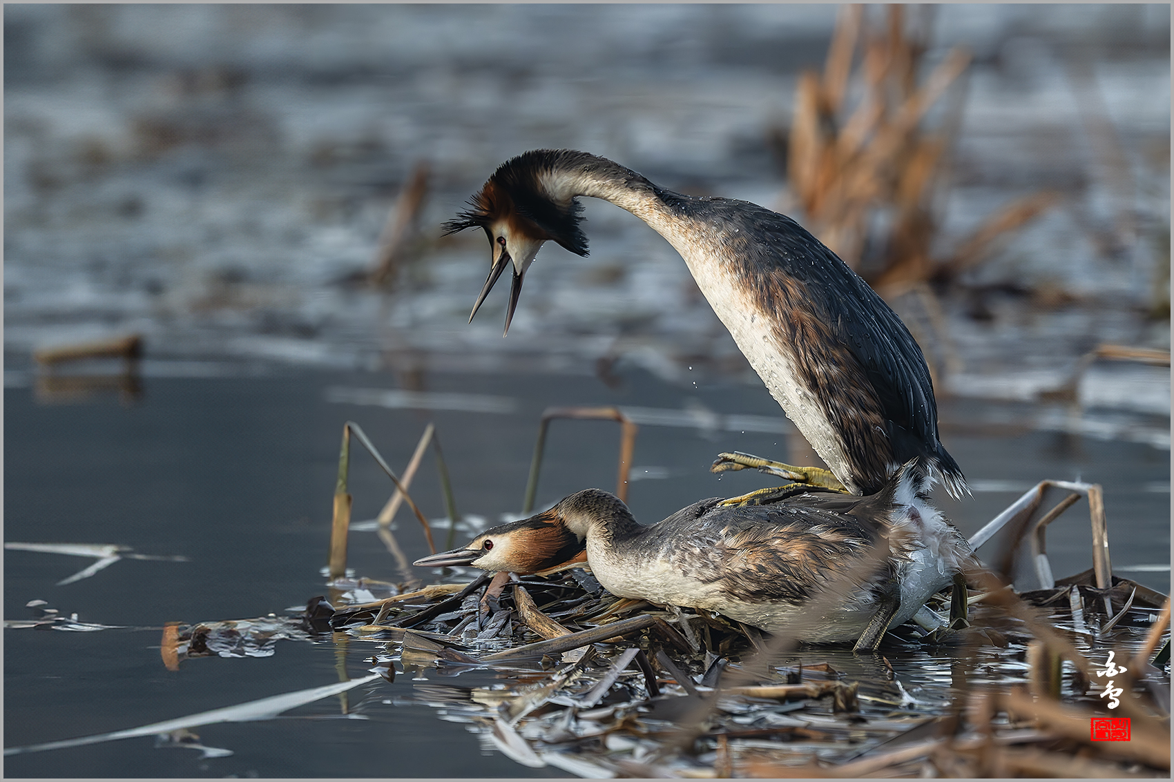 PHOTO BY  | NIKON Z 9 | 2024:03:13 07:16:57 | ISO-3200 | 1/1600 sec | f 5.6 | 840 mm | EV=-0.3 | ● WIDTH:1700 pixels  HEIGHT:1133 pixels