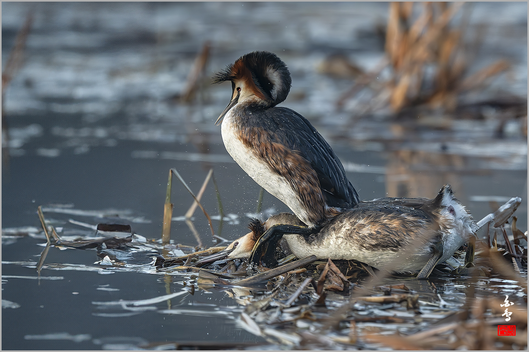 PHOTO BY  | NIKON Z 9 | 2024:03:13 07:16:59 | ISO-3200 | 1/1600 sec | f 5.6 | 840 mm | EV=-0.3 | ● WIDTH:1700 pixels  HEIGHT:1133 pixels