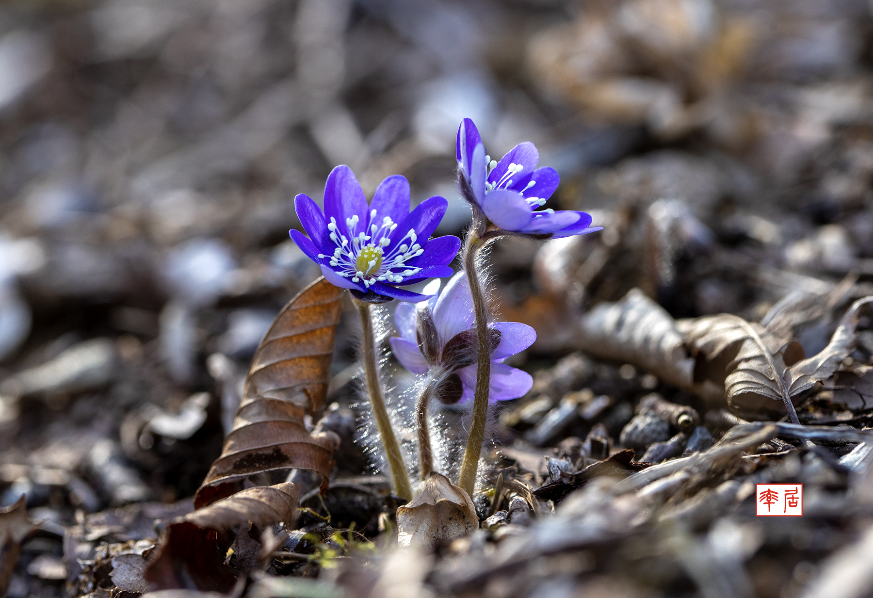 PHOTO BY changickheun | Canon EOS-1D X Mark III | 2024:03:14 13:25:34 | ISO-200 | 1/160 sec | f 5.6 | 100 mm | EV=0 | ● WIDTH:1800 pixels  HEIGHT:1233 pixels