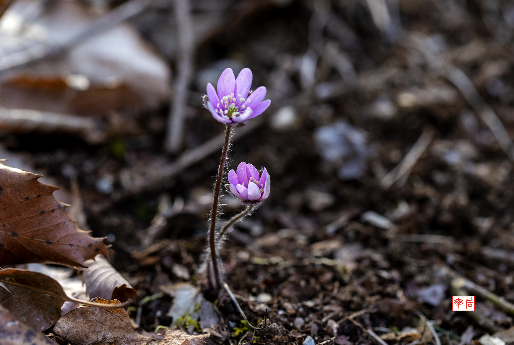 PHOTO BY changickheun | Canon EOS-1D X Mark III | 2024:03:14 13:26:36 | ISO-200 | 1/160 sec | f 5.6 | 100 mm | EV=0 | ● WIDTH:1800 pixels  HEIGHT:1209 pixels