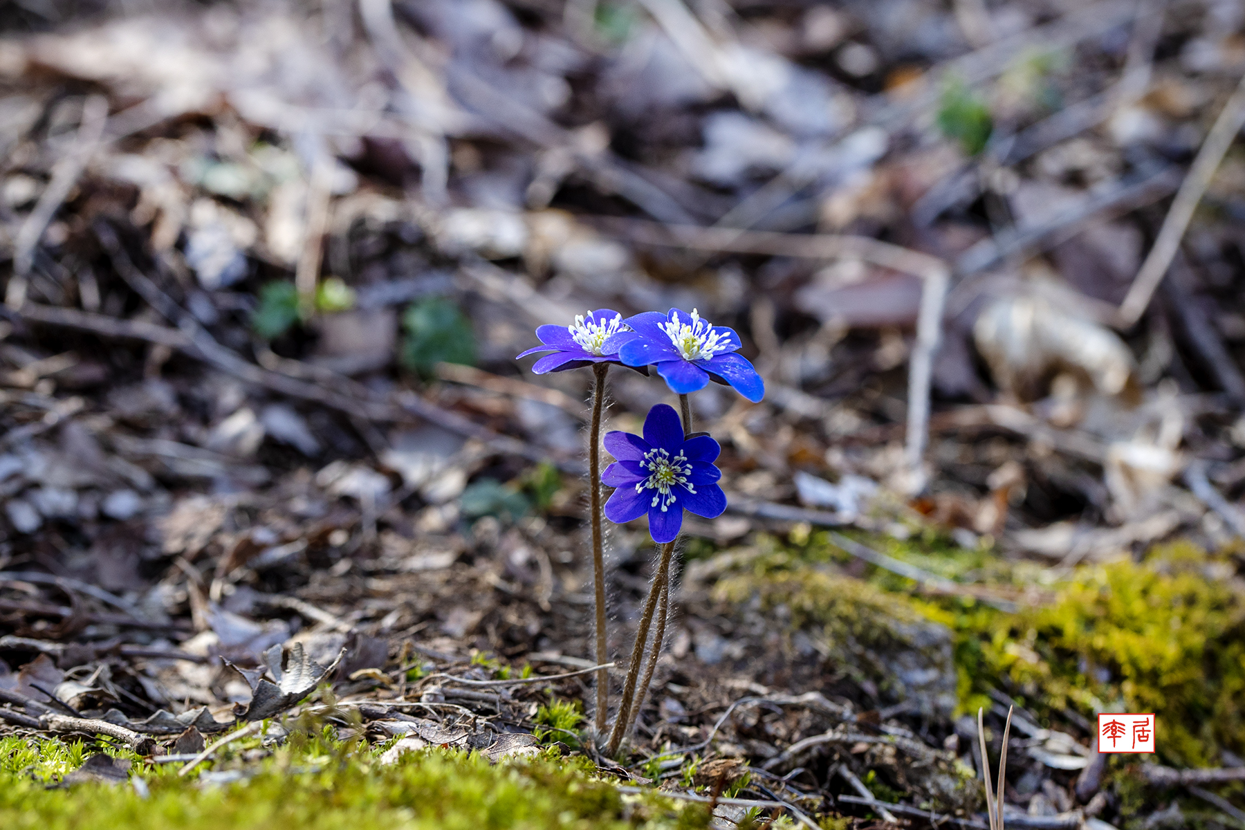 PHOTO BY changickheun | Canon EOS-1D X Mark III | 2024:03:14 13:29:42 | ISO-200 | 1/160 sec | f 5.6 | 100 mm | EV=0 | ● WIDTH:1800 pixels  HEIGHT:1200 pixels