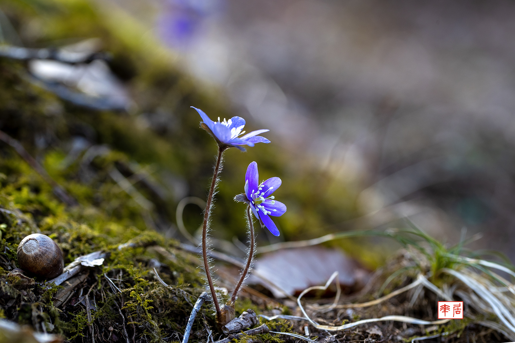 PHOTO BY changickheun | Canon EOS-1D X Mark III | 2024:03:14 13:28:46 | ISO-200 | 1/160 sec | f 5.6 | 100 mm | EV=0 | ● WIDTH:1800 pixels  HEIGHT:1199 pixels