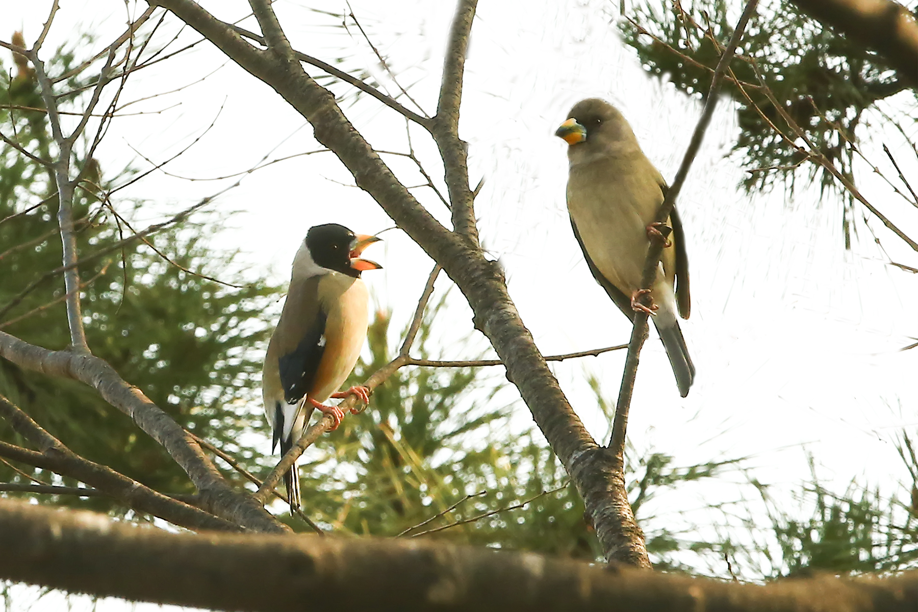 PHOTO BY WO2YA LAB | Canon EOS-1D X Mark II | 2024:03:04 11:19:04 | ISO-3200 | 1/2500 sec | f 7.1 | 300 mm | EV=0 | ● WIDTH:1800 pixels  HEIGHT:1200 pixels