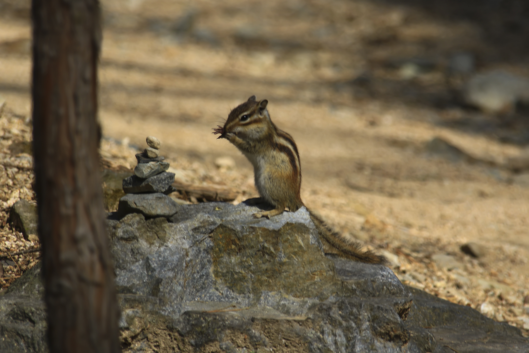 PHOTO BY WO2YA LAB | Canon EOS-1D X Mark II | 2024:03:04 11:19:12 | ISO-3200 | 1/8000 sec | f 7.1 | 300 mm | EV=0 | ● WIDTH:1800 pixels  HEIGHT:1200 pixels