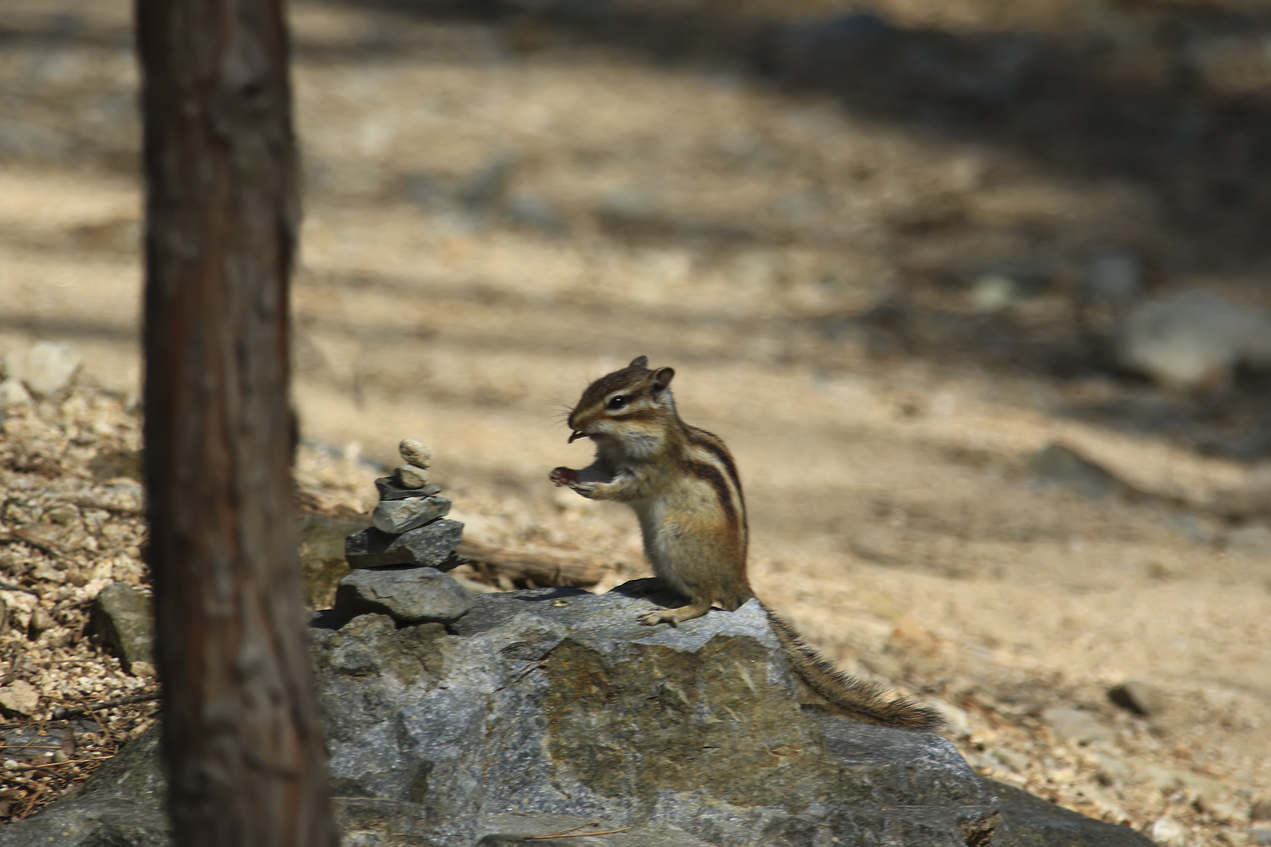 PHOTO BY WO2YA LAB | Canon EOS-1D X Mark II | 2024:03:04 11:19:13 | ISO-3200 | 1/8000 sec | f 7.1 | 300 mm | EV=0 | ● WIDTH:1800 pixels  HEIGHT:1200 pixels