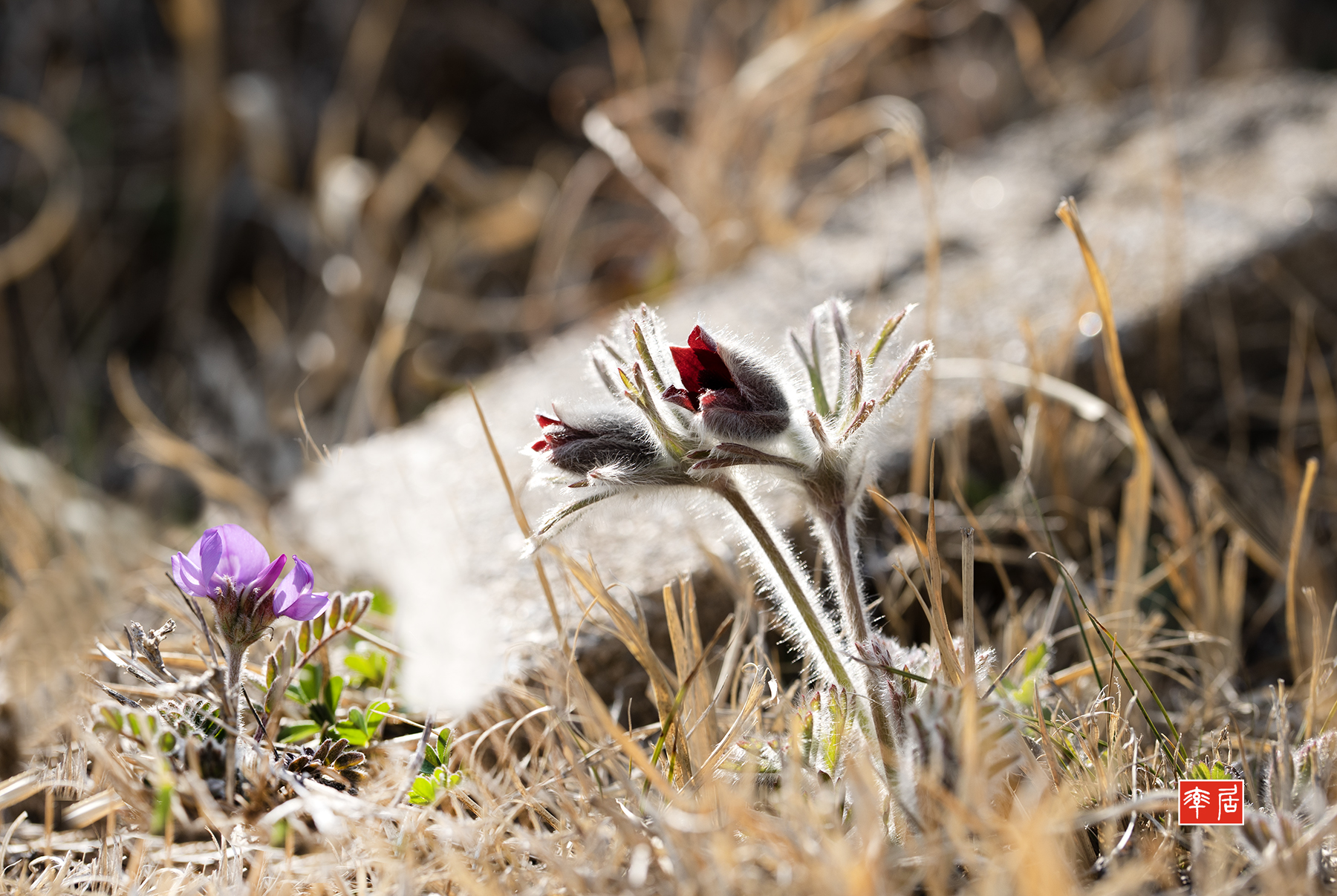PHOTO BY changickheun | Canon EOS-1D X Mark III | 2024:03:15 14:11:11 | ISO-100 | 1/400 sec | f 5.6 | 100 mm | EV=0 | ● WIDTH:1800 pixels  HEIGHT:1207 pixels