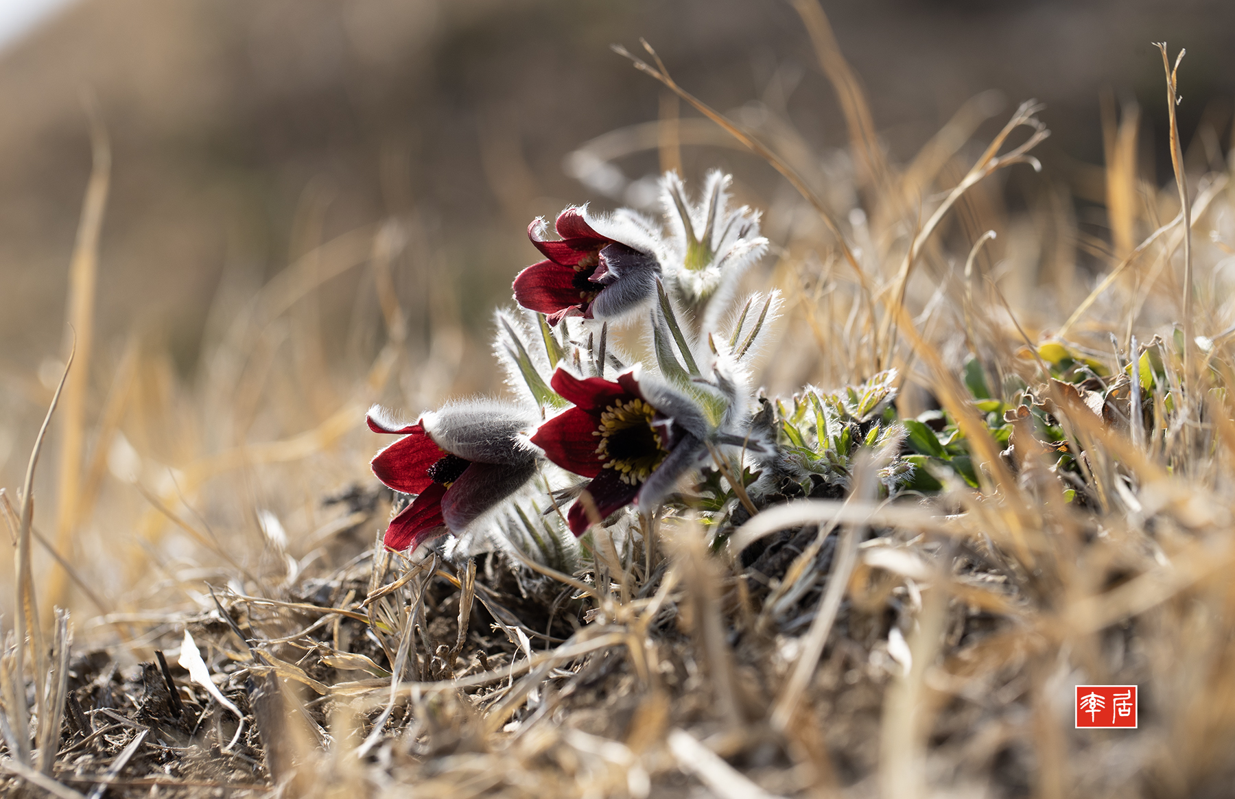 PHOTO BY changickheun | Canon EOS-1D X Mark III | 2024:03:15 14:18:50 | ISO-100 | 1/320 sec | f 5.6 | 100 mm | EV=0 | ● WIDTH:1800 pixels  HEIGHT:1165 pixels